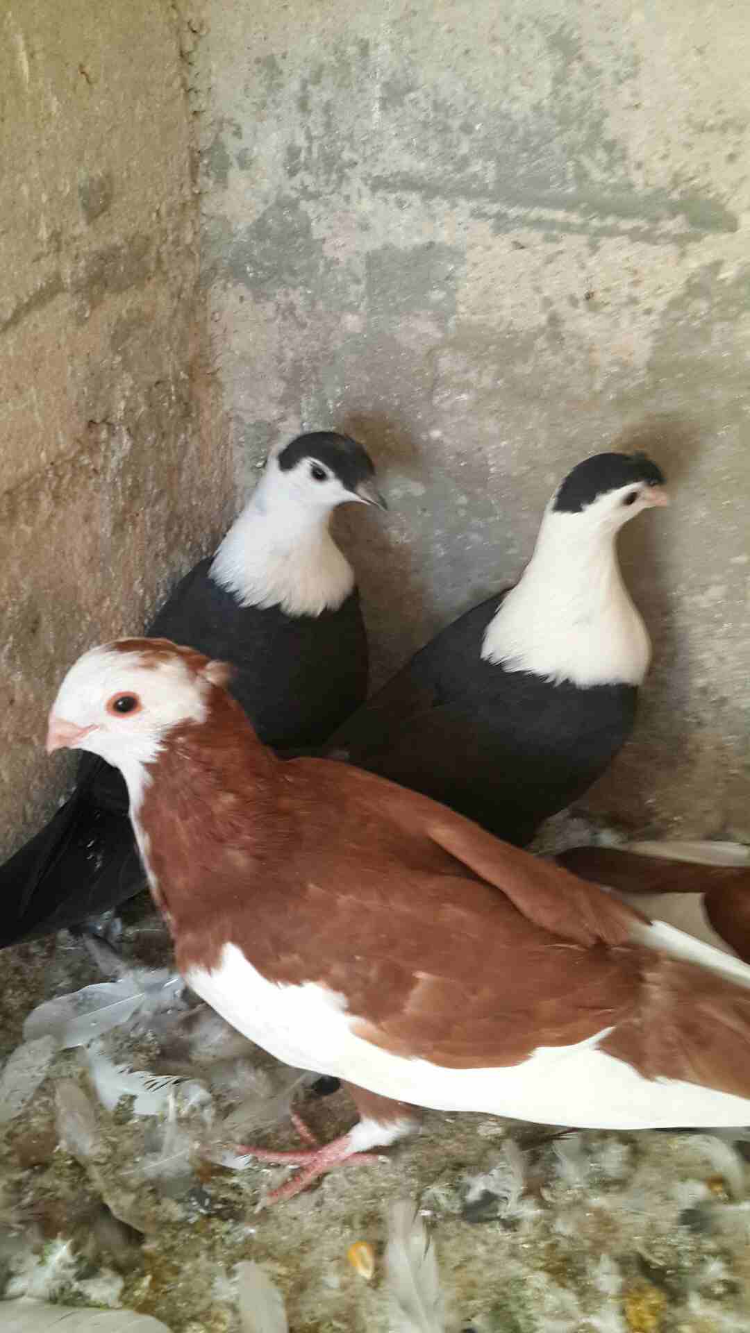 الزرقاء
لا تنسَ أنك شاهدت هذا الإعلان في عنكبوت
يوجد كوم فراخ فطم جديد وبواقي للبيع هاتف 07965135...