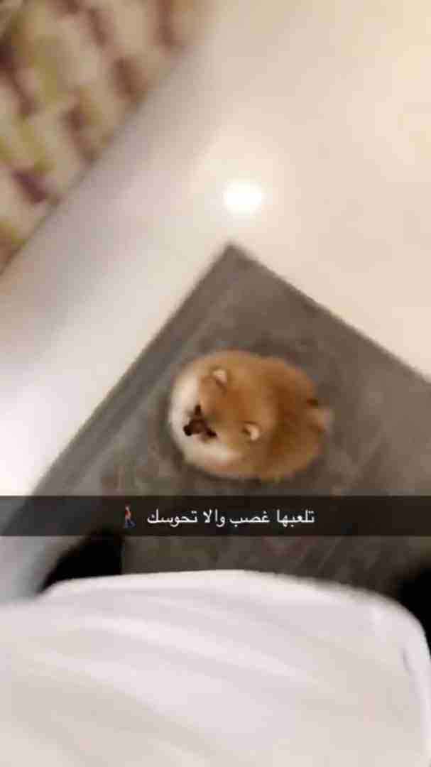 انثى بومرنيان                                            


	 				لا تنسَ أنك شاهدت هذا الإعلان في عنكبوت            
	 				
                            يسعد اوقاتكم ....
لمحبي كلاب الدلع ...المم...
