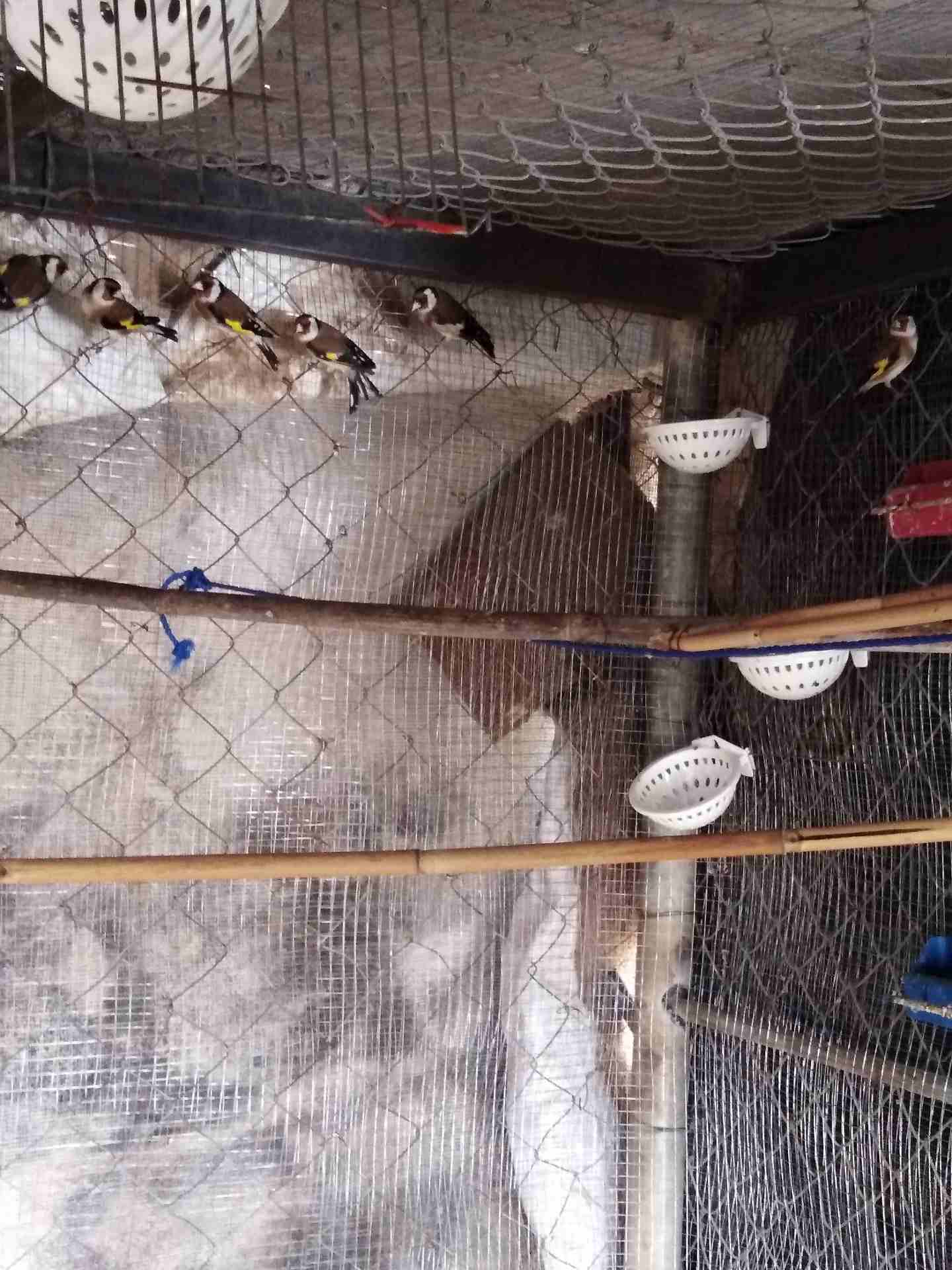 حساسين للبيع
لا تنسَ أنك شاهدت هذا الإعلان في عنكبوت
3جواز حساسين ترابي للبيع بسعر مغري 100دينار...