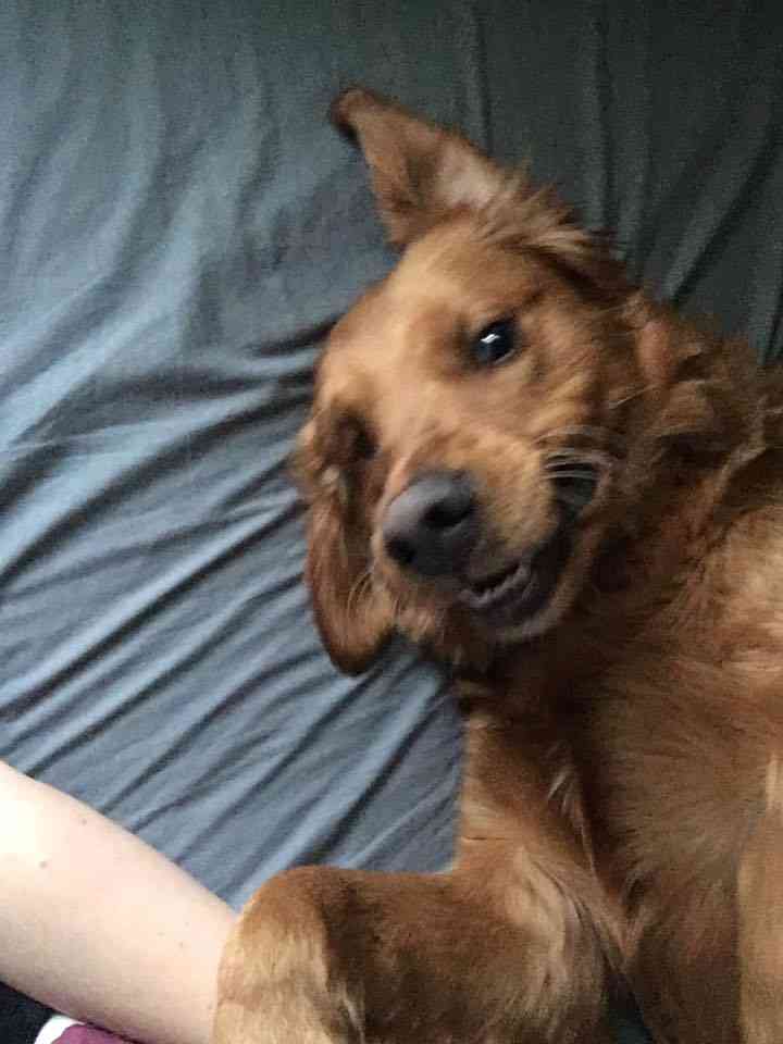 قولدين ريتريفر / golden retriever
لا تنسَ أنك شاهدت هذا الإعلان في عنكبوت
جراوه جولدين ريتريف...