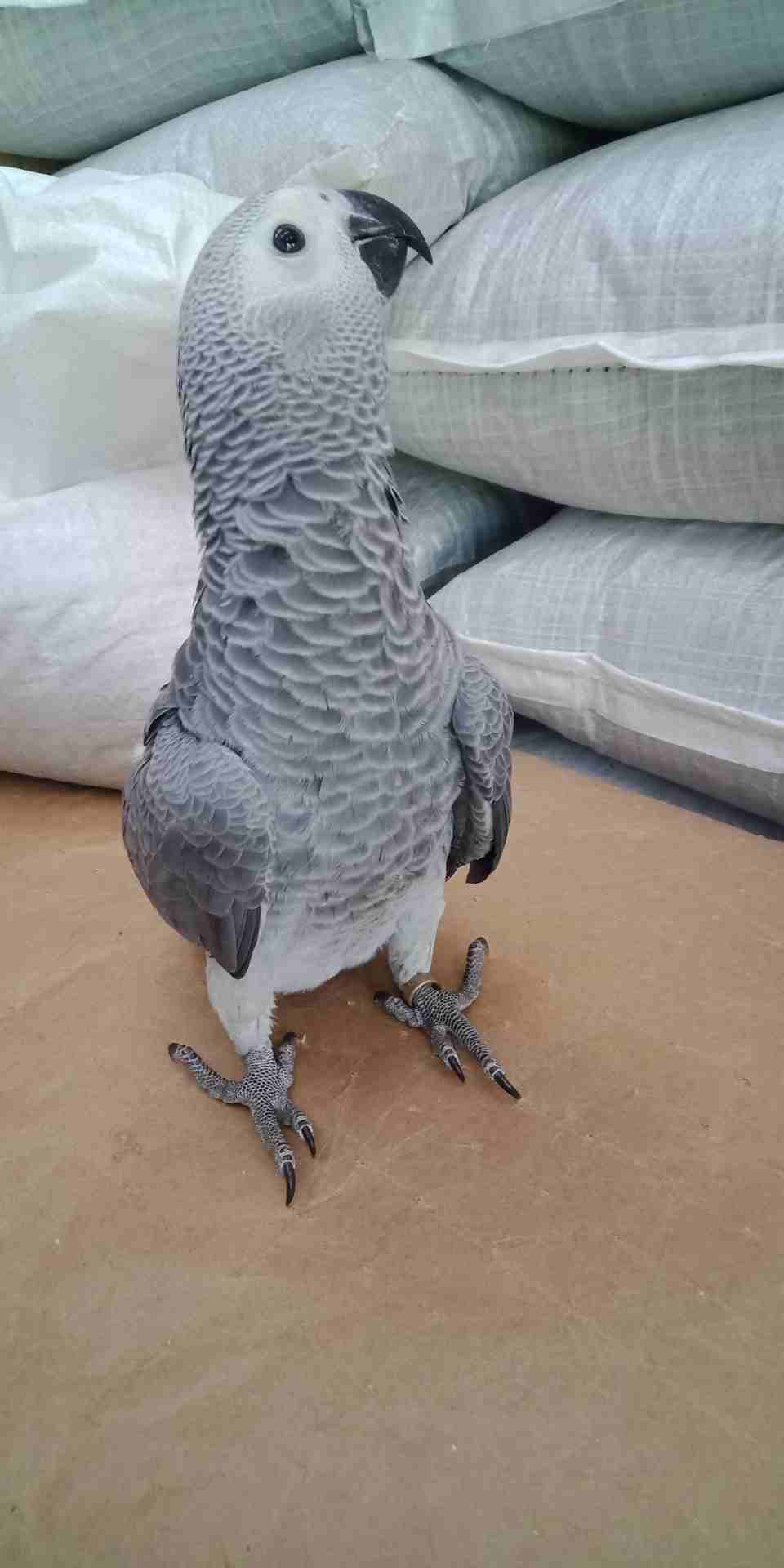 فرخ كاسكو عين سوده طمس مزرعه حجل ذهبي راس طير حجم جامبو ثوب ثلجي جناح كامل صحه
لا تنسَ أنك شاهدت هذا الإعلان في عنكبوت...