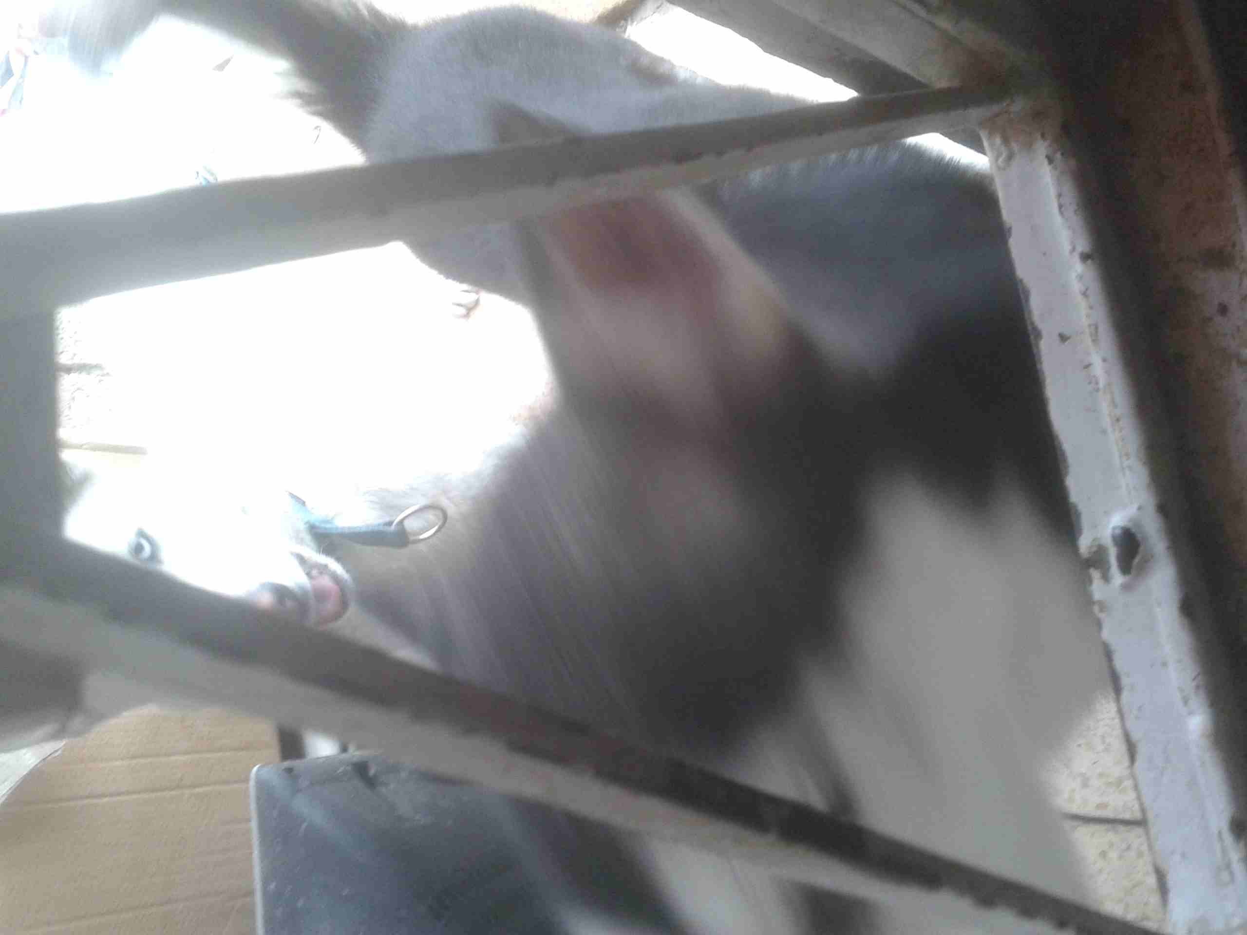 اناثي  جيرمن و هسكي للبيع او البدل  بسعر مغري150                                            


	 				لا تنسَ أنك شاهدت هذا الإعلان في عنكبوت            
	 				
                            العمر سن...