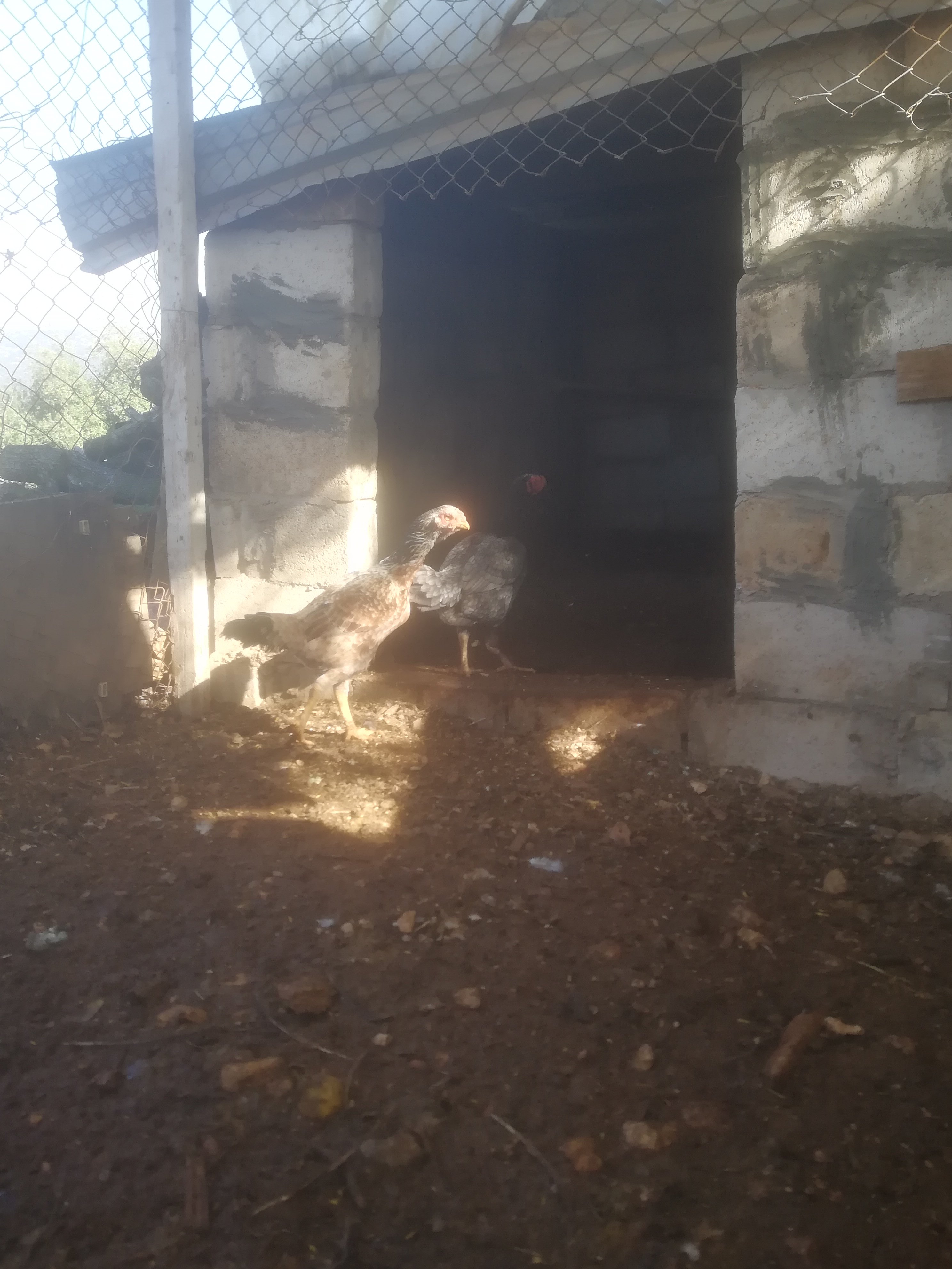 جاجتين باكستاني ألماني شغالات للبيع                                            


	 				لا تنسَ أنك شاهدت هذا الإعلان في عنكبوت            
	 				
                                او للبدل على حبش...