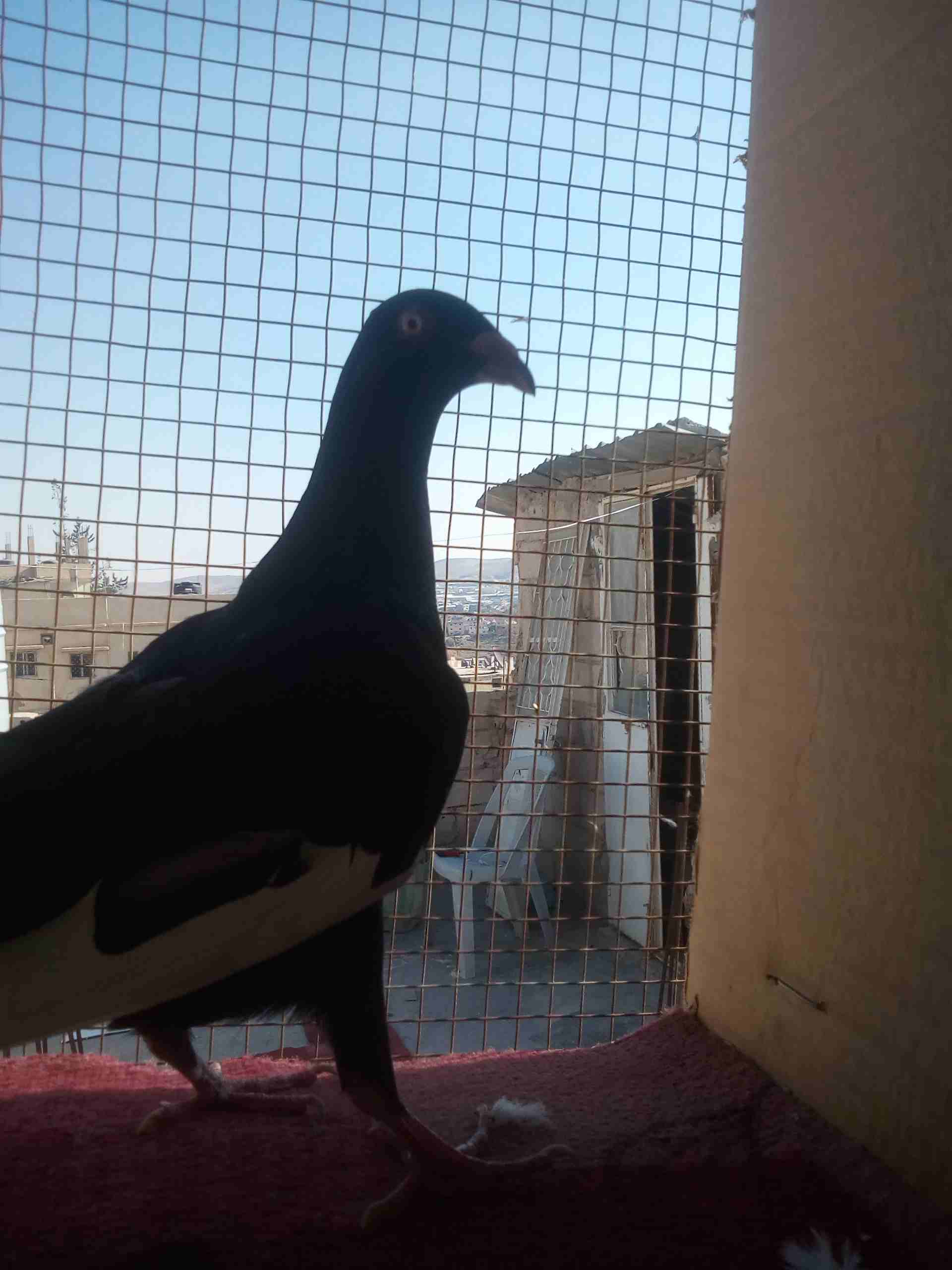 ملحهههه                                            


	 				لا تنسَ أنك شاهدت هذا الإعلان في عنكبوت            
	 				
                            مسود مكابي ملحه بواقي ريشتين...