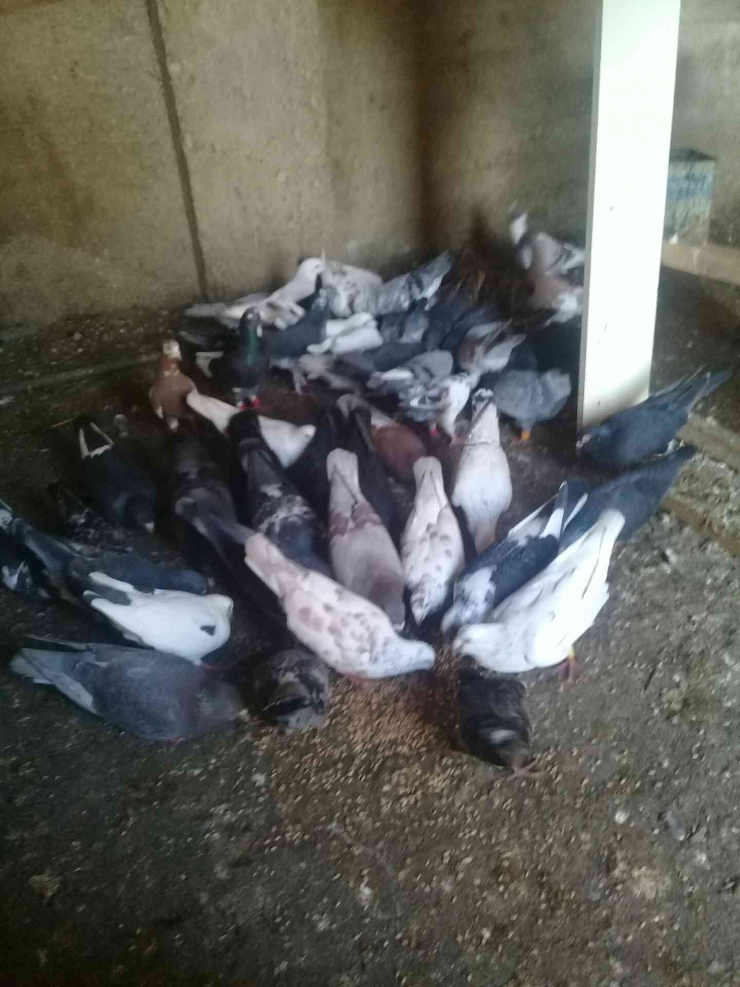 اربد شارع فوعرا
لا تنسَ أنك شاهدت هذا الإعلان في عنكبوت
27 جوز حمام نضيف مشكل بندوق كلو شغال...