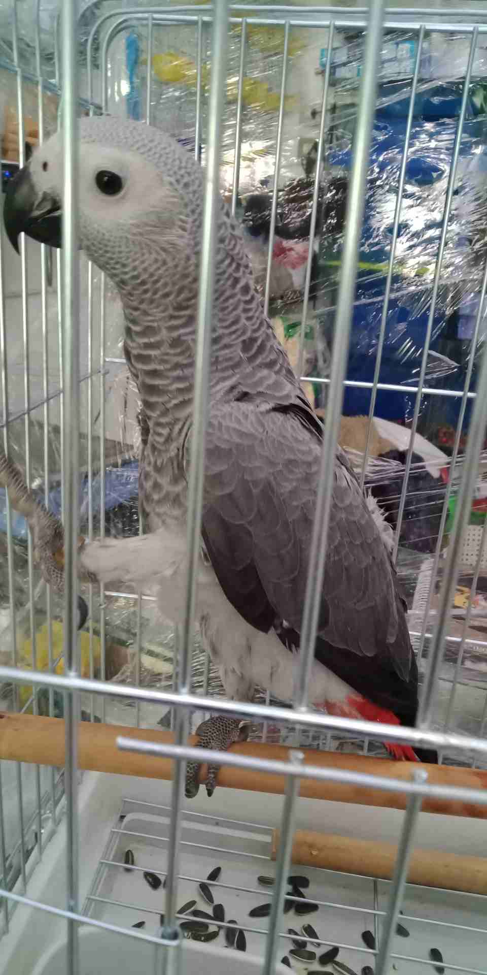 فرخ كاسكو عين سوده طمس مزرعه حجل ذهبي راس طير حجم جامبو ثوب ثلجي جناح كامل صحه
لا تنسَ أنك شاهدت هذا الإعلان في عنكبوت...