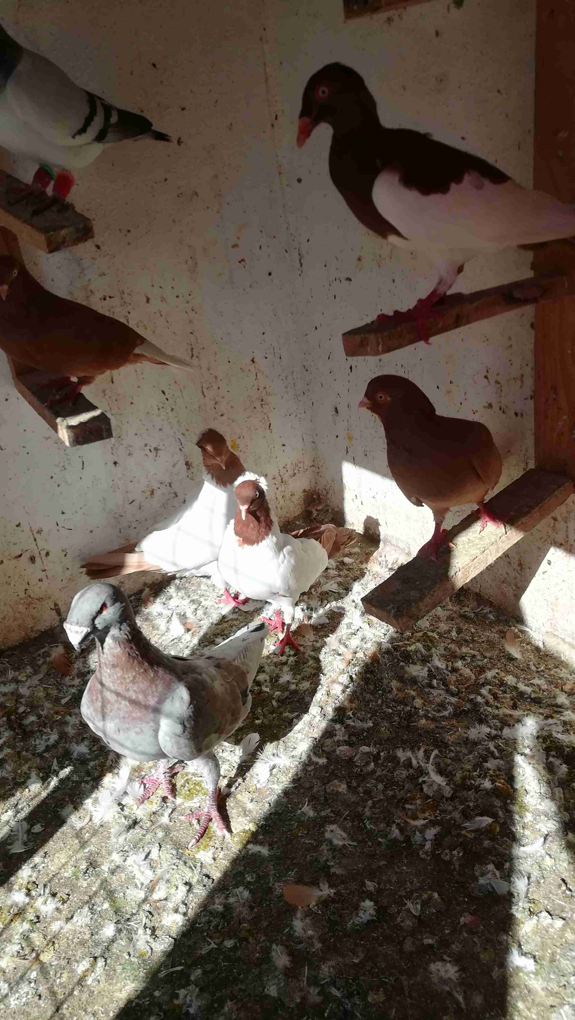 فحل وطيره بواقي ريشه                                            


	 				لا تنسَ أنك شاهدت هذا الإعلان في عنكبوت            
	 				
                                ارياش اصفر وطيره حمره بواقي ريشه...