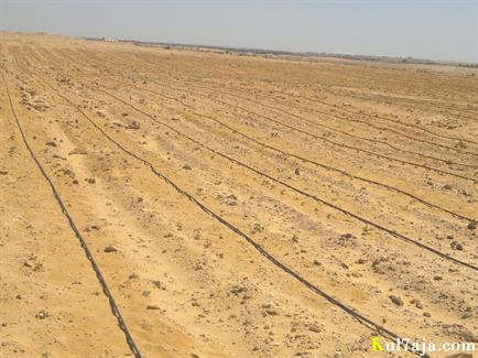 مشروع الارض صفراء
امتلك ارض علي مساحه 1000 فدان تصلح لجميع أنواع الزراعات سواء كانت أشجار أو خضار أو محاصيل
موقع متميز + توفير خدمات زراعيه متكامله
درجه ملوحه المياه من 300 الي 500 جزء في المليون
م...