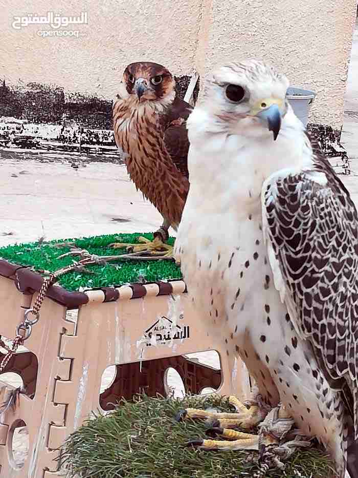 صقر جير ابيض مدرب                                            


	 				لا تنسَ أنك شاهدت هذا الإعلان في عنكبوت            
	 				
                            صقر جير ابيض جرناس  مع سبوق وبرقع...