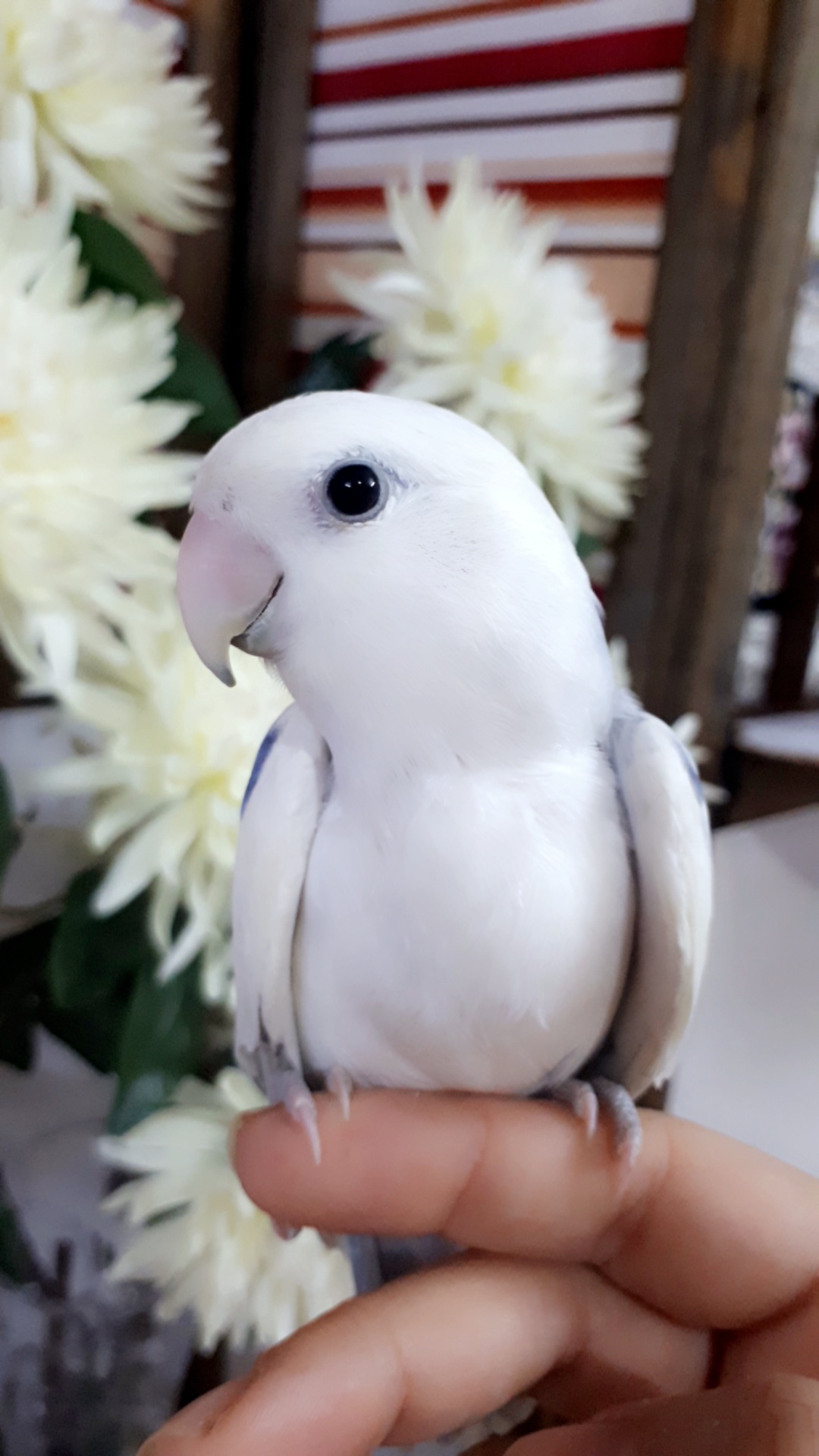 ببغاء روز وليف جداجدا مايعض ابدابدا للبيع
لا تنسَ أنك شاهدت هذا الإعلان في عنكبوت
أقدم لكم بب...