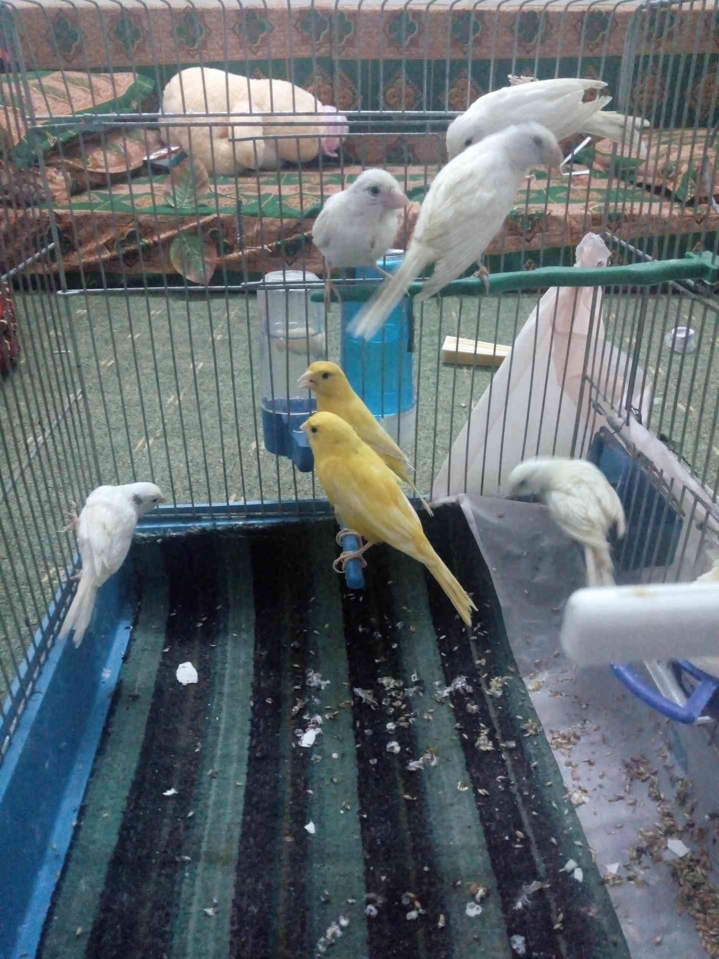 عجلون .عرجان
لا تنسَ أنك شاهدت هذا الإعلان في عنكبوت
سبع حبات كنار العمر سبع شهور خمسه بيض وا...