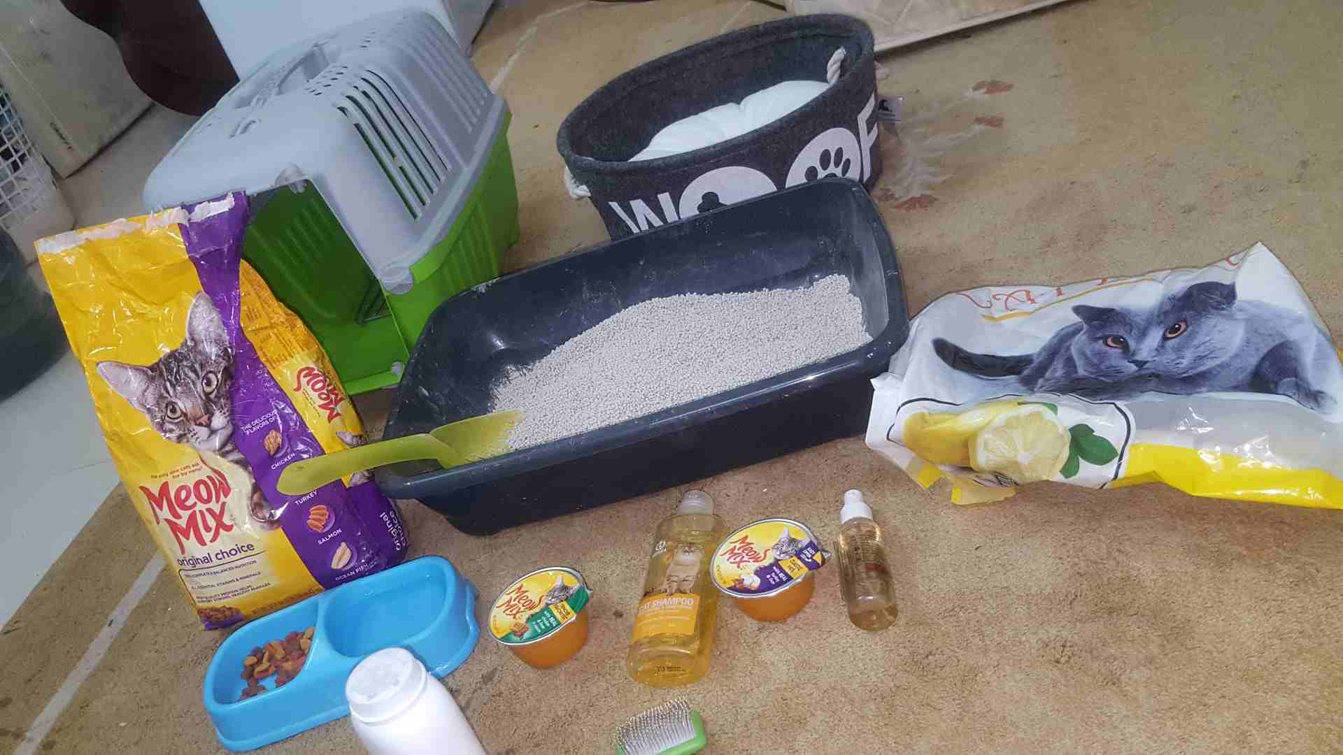 قط شيرازي للبيع مع الاغراض
لا تنسَ أنك شاهدت هذا الإعلان في عنكبوت
النوع: ذكر شيرازي
العمر : أ...