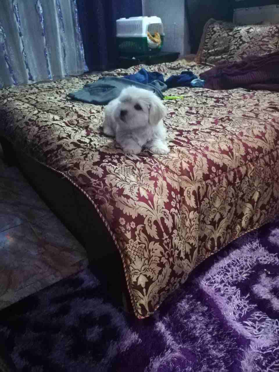 كلب زينه فرينش تيرتير
لا تنسَ أنك شاهدت هذا الإعلان في عنكبوت
عمرو شهرين ونص كلب لعوب ونظيف متدرب...