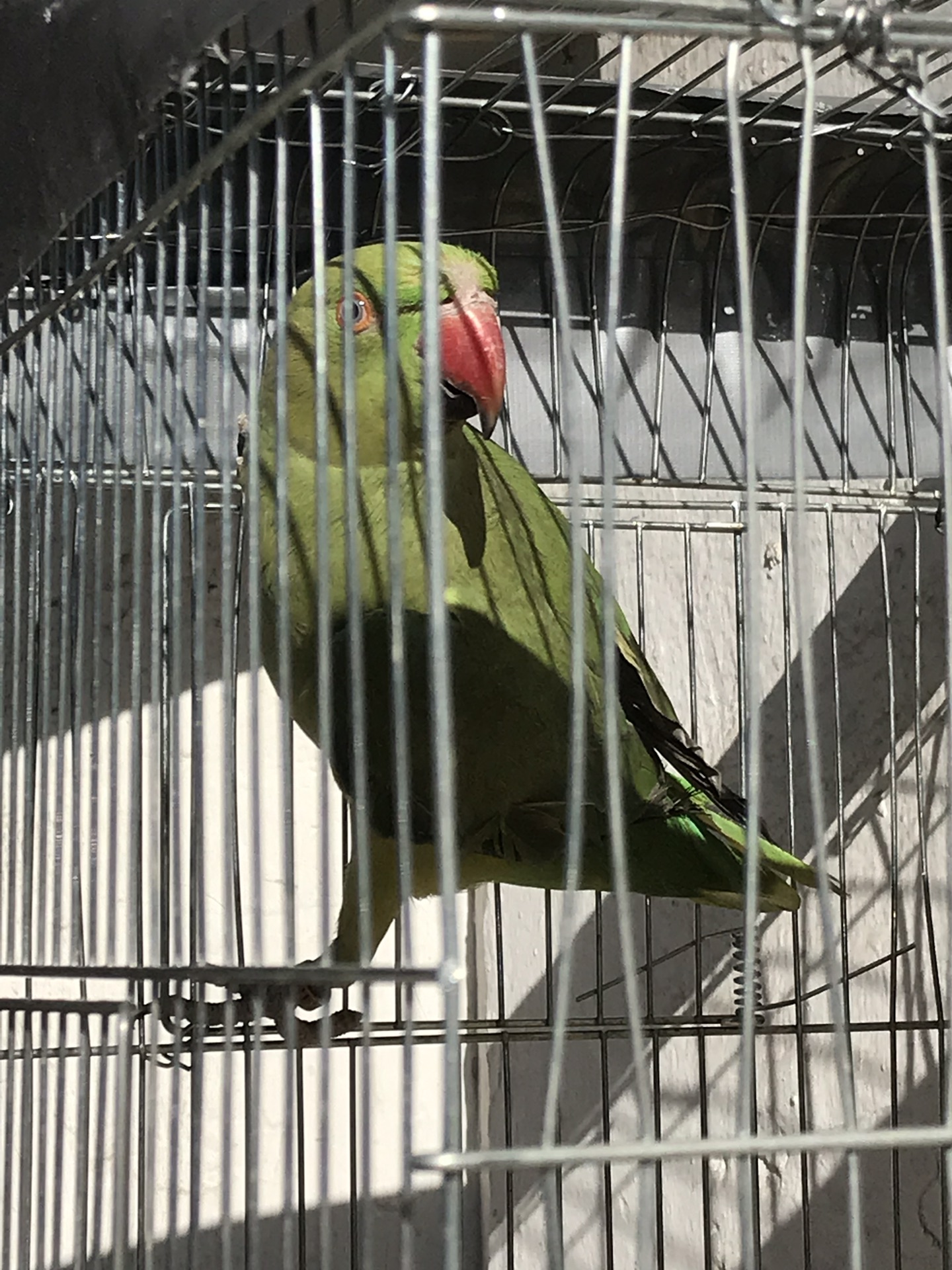 طير دره
لا تنسَ أنك شاهدت هذا الإعلان في عنكبوت
دره نص اليف الطير ذكي جداً محجل ذهبي مع القفص...
