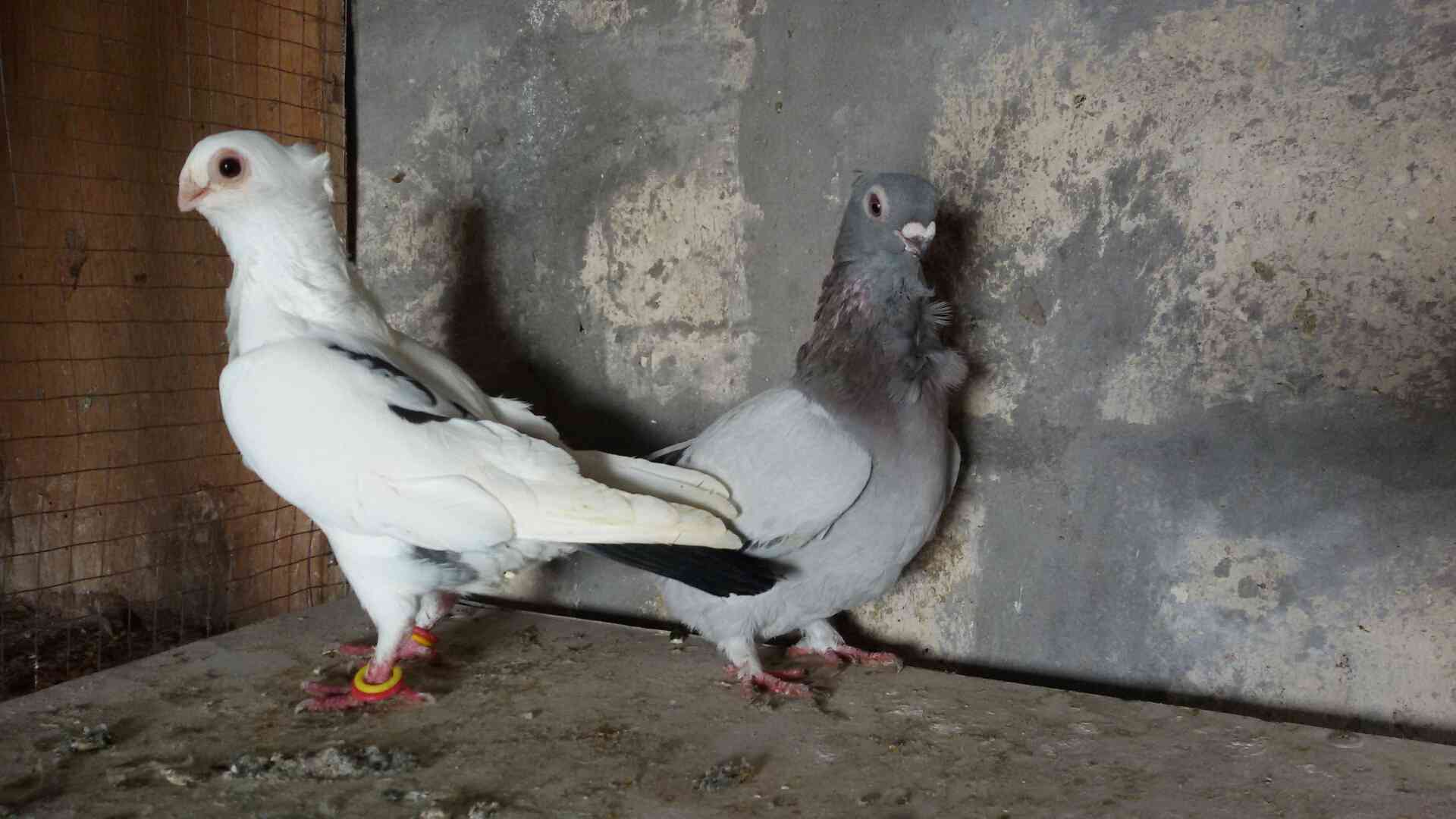 حمام للبيع
لا تنسَ أنك شاهدت هذا الإعلان في عنكبوت
للبيع 47 طير مشكله فيها اجواز وكش البيع كو...