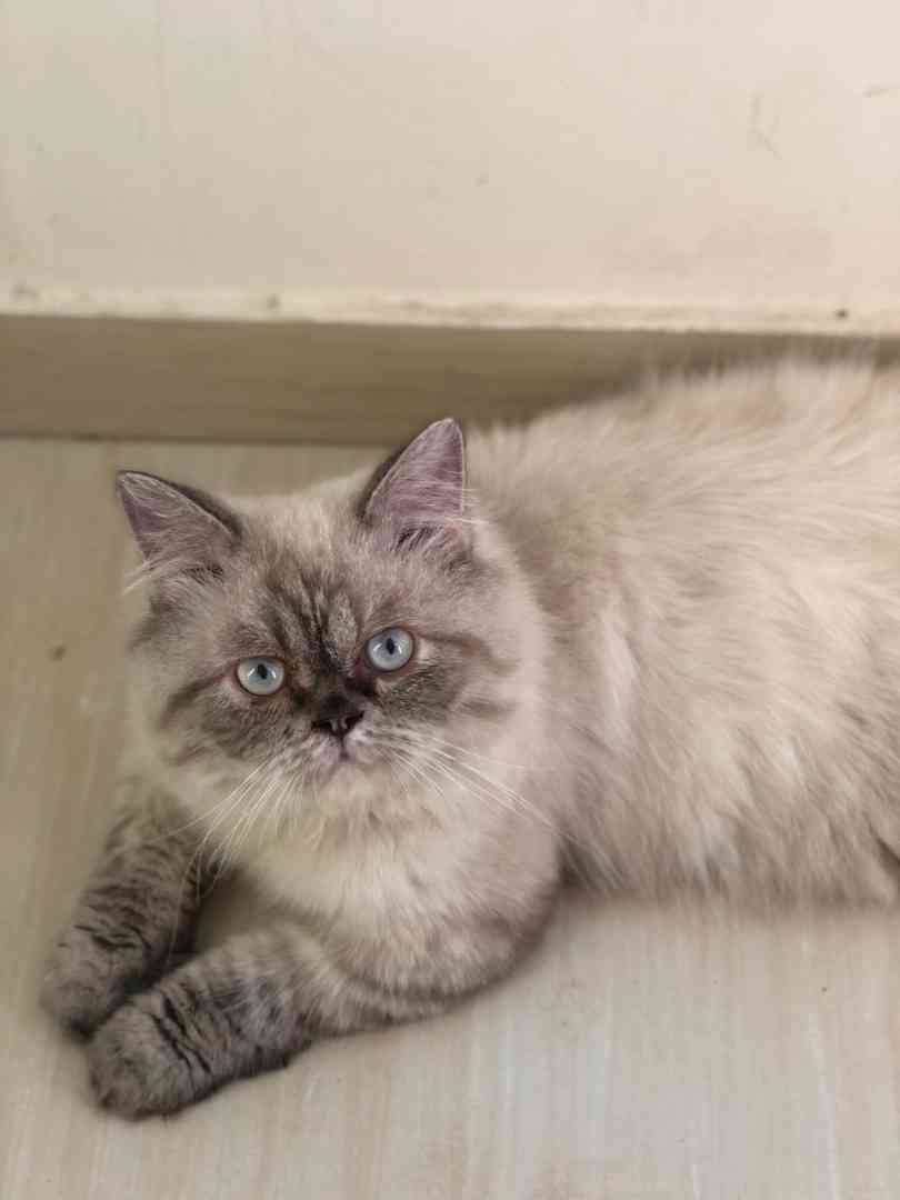 pigi face pure breed                                            


	 				لا تنسَ أنك شاهدت هذا الإعلان في عنكبوت            
	 				
                                Pure breed punched face cat Pers...