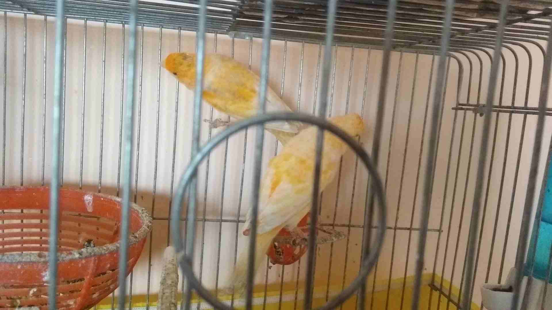 جوز جزري                                            


	 				لا تنسَ أنك شاهدت هذا الإعلان في عنكبوت            
	 				
                            فحل جزري زي النار والطيرة بدها شوية دعم وبتشتغل...