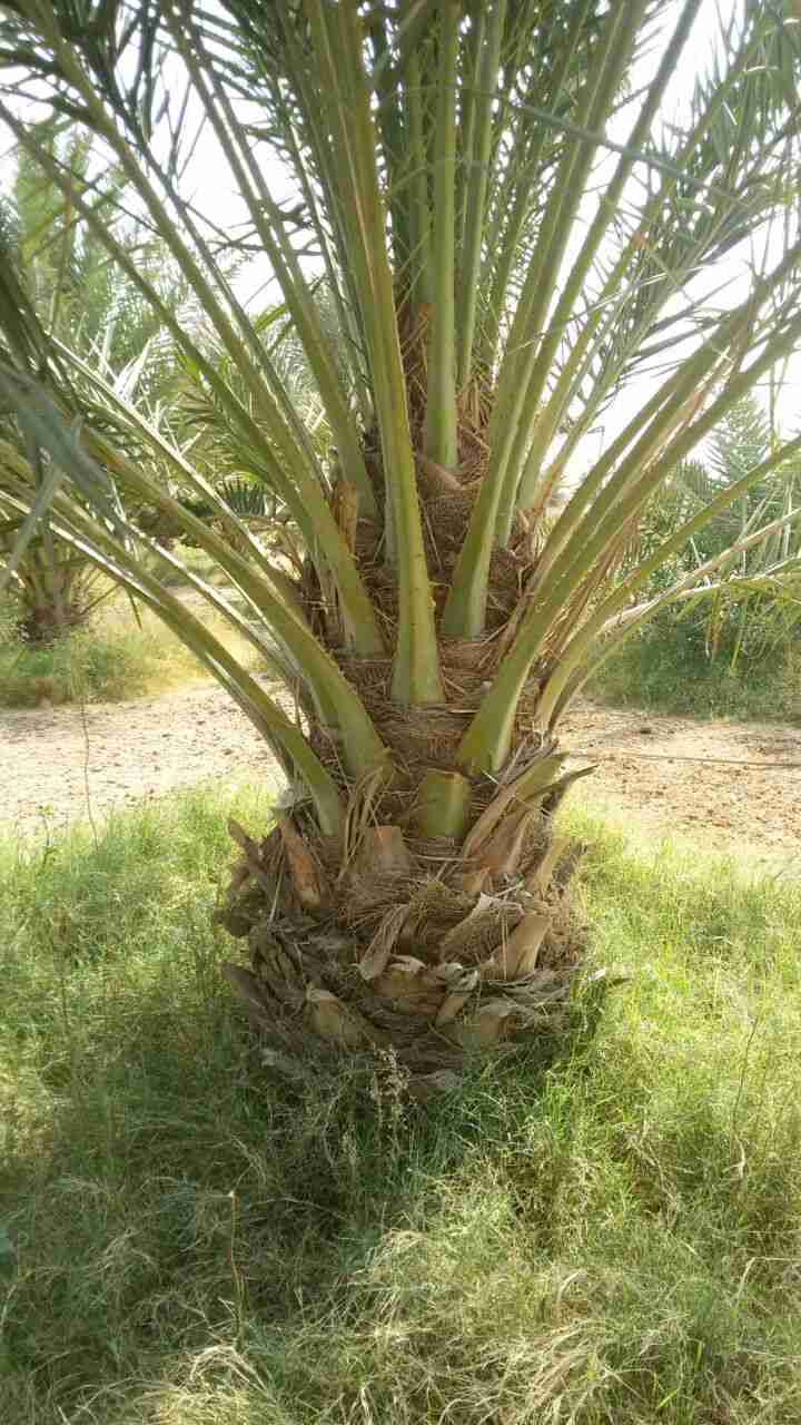 نعمل في مجال الشبوك النخيل والتارث الشعبي والبناء التواصل خاص 0559666732
لا تنسَ أنك شاهدت هذا الإعلان في عنكبوت...