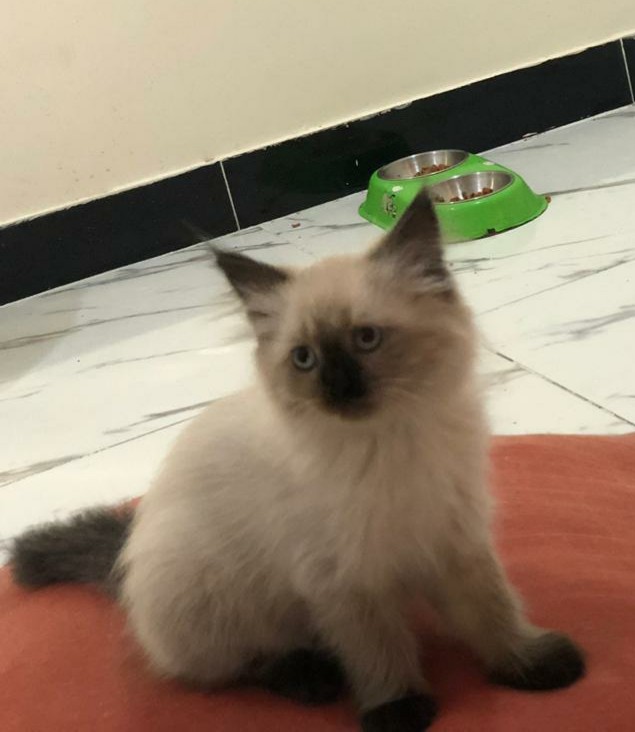 ذكر شيرازي امريكي وانثى هملايا شوكلت
لا تنسَ أنك شاهدت هذا الإعلان في عنكبوت
للبيع ذكر شيرازي...