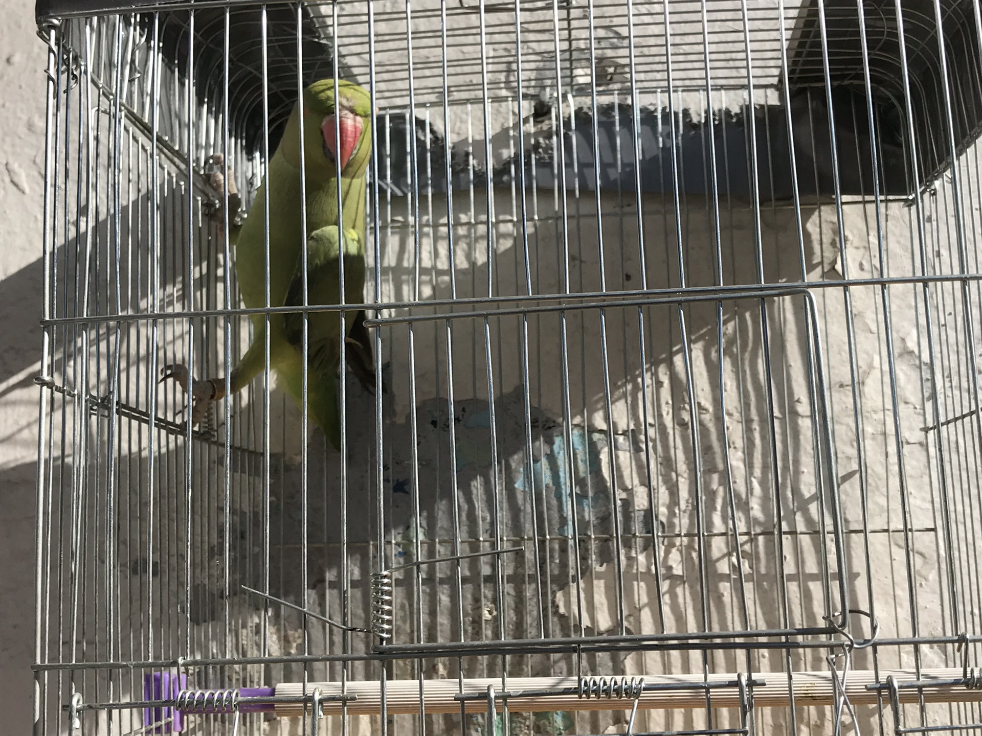 طير دره
لا تنسَ أنك شاهدت هذا الإعلان في عنكبوت
دره نص اليف الطير ذكي جداً محجل ذهبي مع القفص...