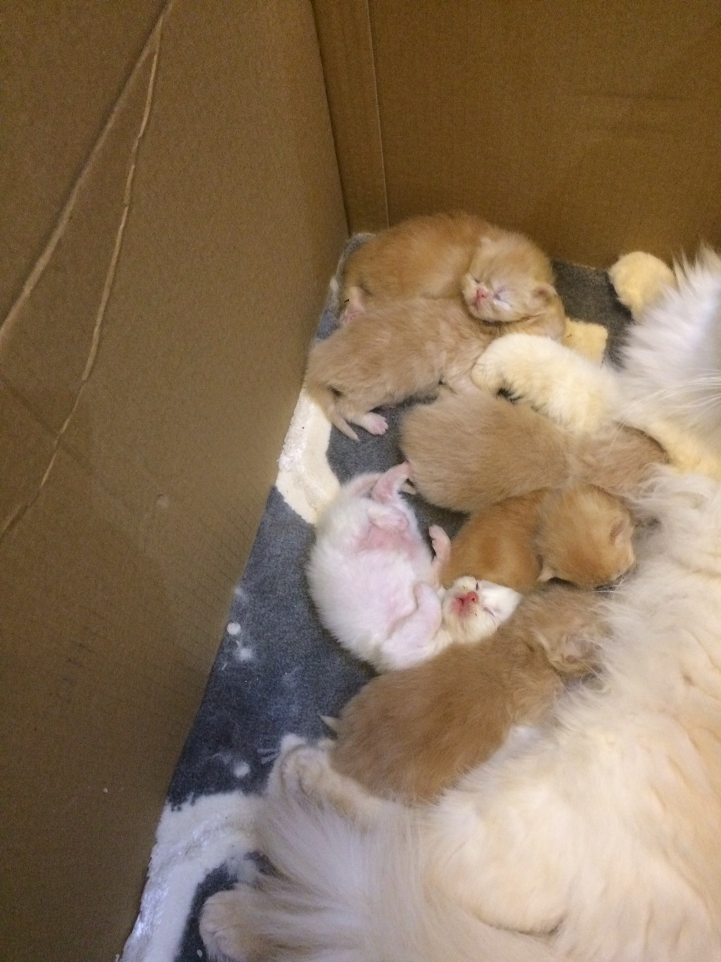 كيتنز هيمالايا بيرشن - Kittens Himalaya Perchin                                            


	 				لا تنسَ أنك شاهدت هذا الإعلان في عنكبوت            
	 				
                                انتاج...
