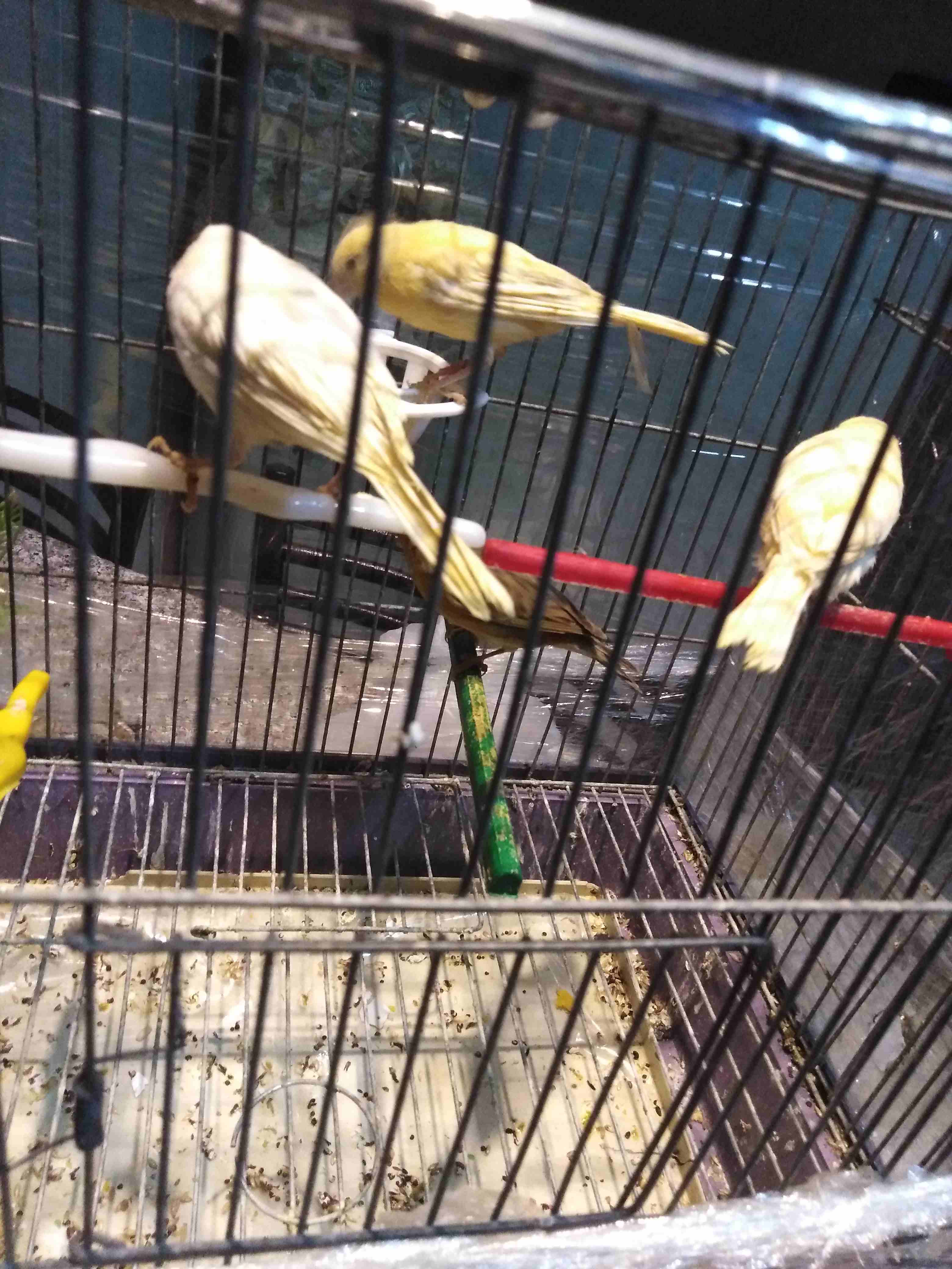 4 حباات كنااار 2 جزريات و 1 بيضه و 1 موردي ( 3 طواير وفحل) الحبه 10
لا تنسَ أنك شاهدت هذا الإعلان في عنكبوت...