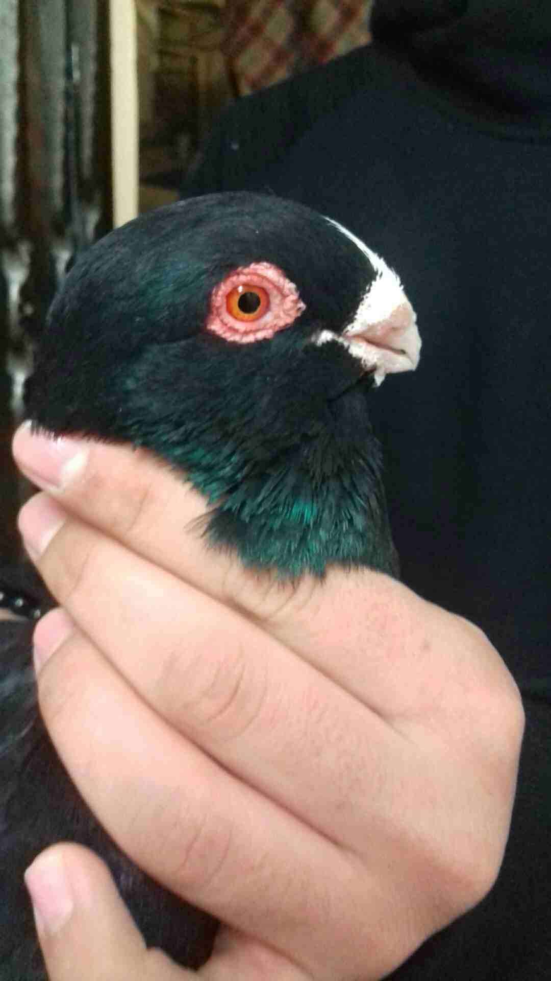 للبيع فحل مسود اسود طير حمام طاير ب طبربور                                            


	 				لا تنسَ أنك شاهدت هذا الإعلان في عنكبوت            
	 				
                            للبيع فحل مسود...