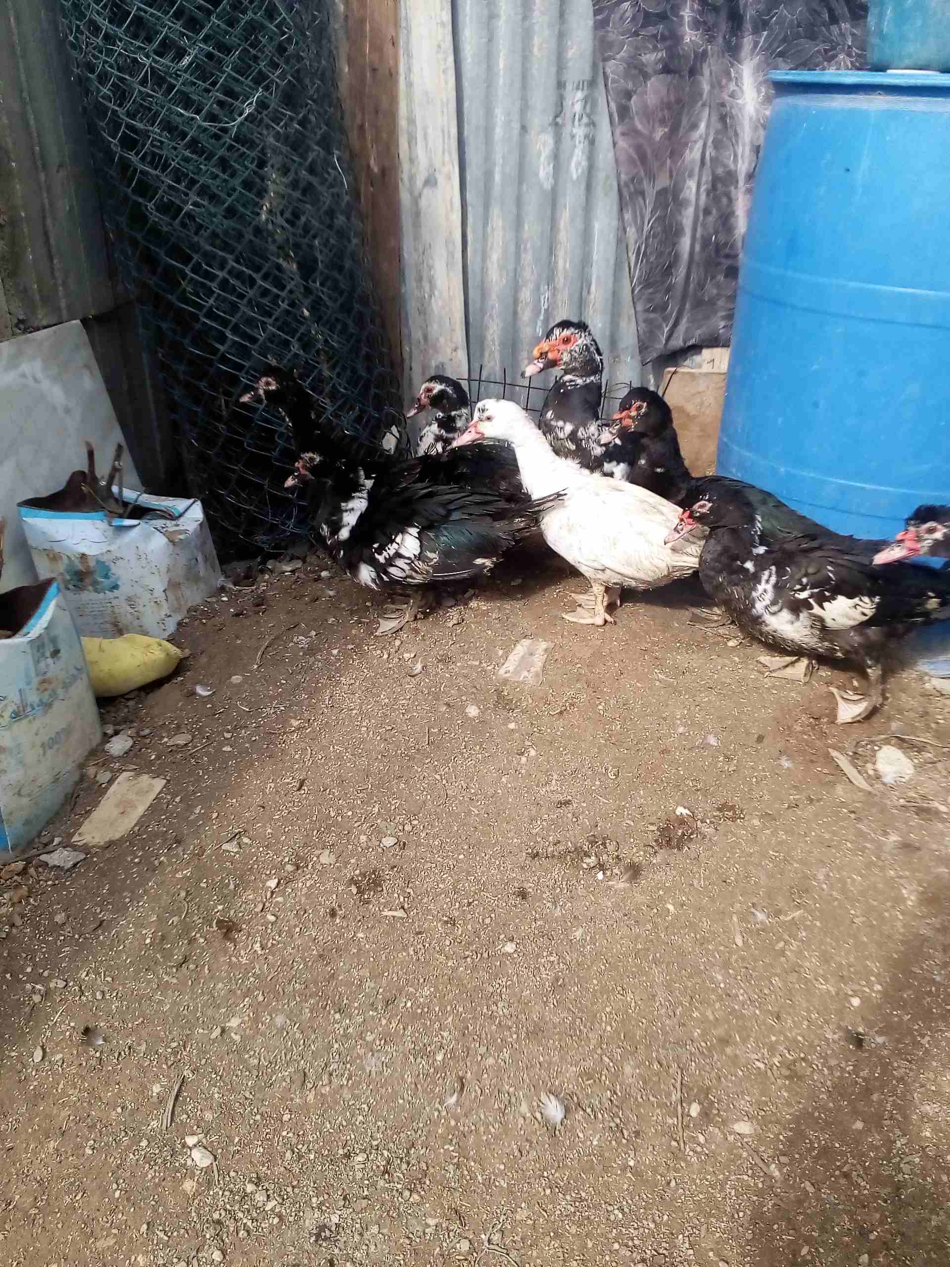 يوجد بط للبيع
لا تنسَ أنك شاهدت هذا الإعلان في عنكبوت
يوجد بط مكسوفي عدد8حبات ذكرين و6اناثي
صحة...
