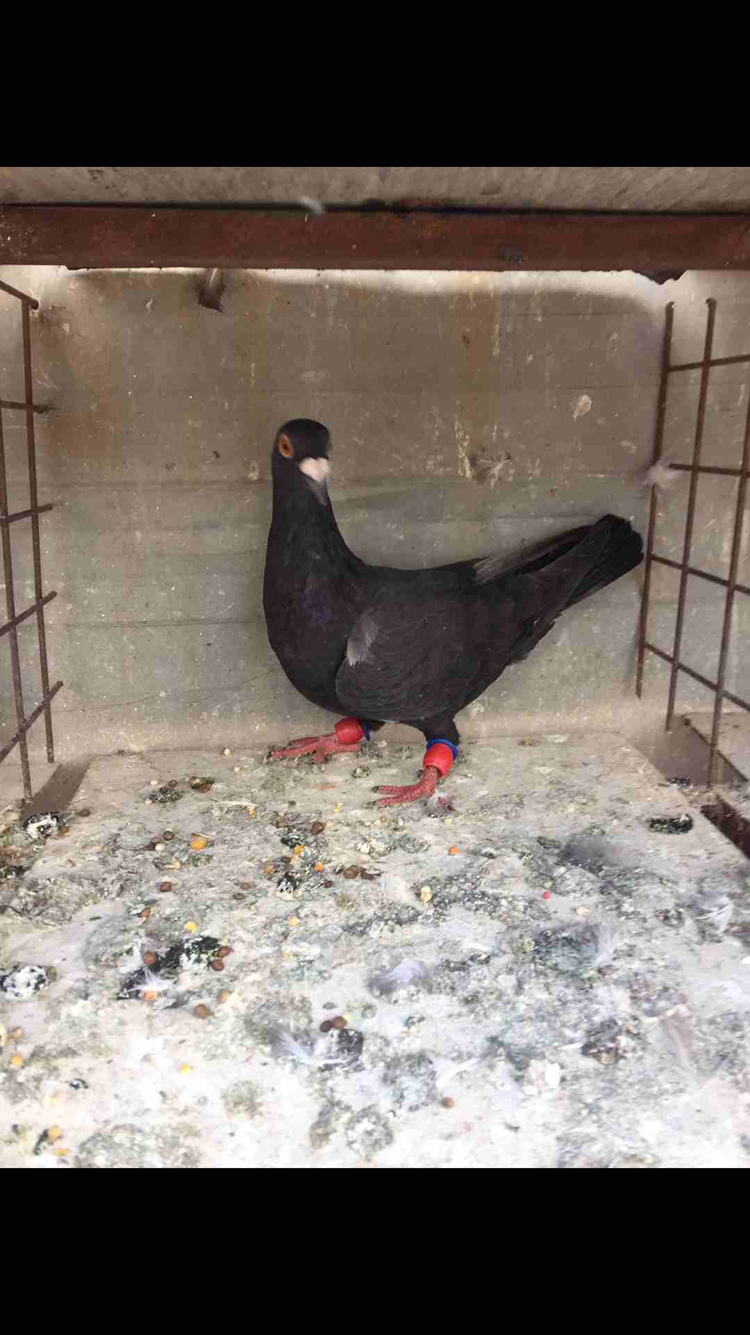 9طيور كش للبيع بسعر مغري
لا تنسَ أنك شاهدت هذا الإعلان في عنكبوت
الطيور كش كلهم فحول
عدد 9 للبيع...