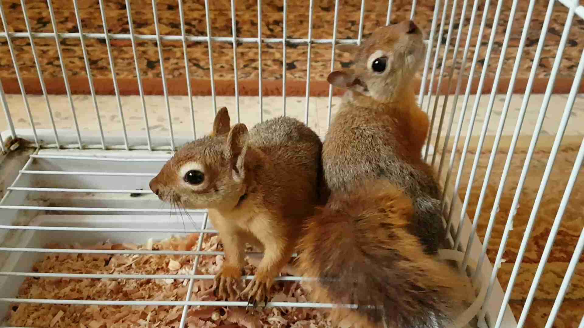 مطلوب سناجب مثل اللي في الصوره                                            


	 				لا تنسَ أنك شاهدت هذا الإعلان في عنكبوت            
	 				
                                مطلوب سناجب بسعر مناسب...