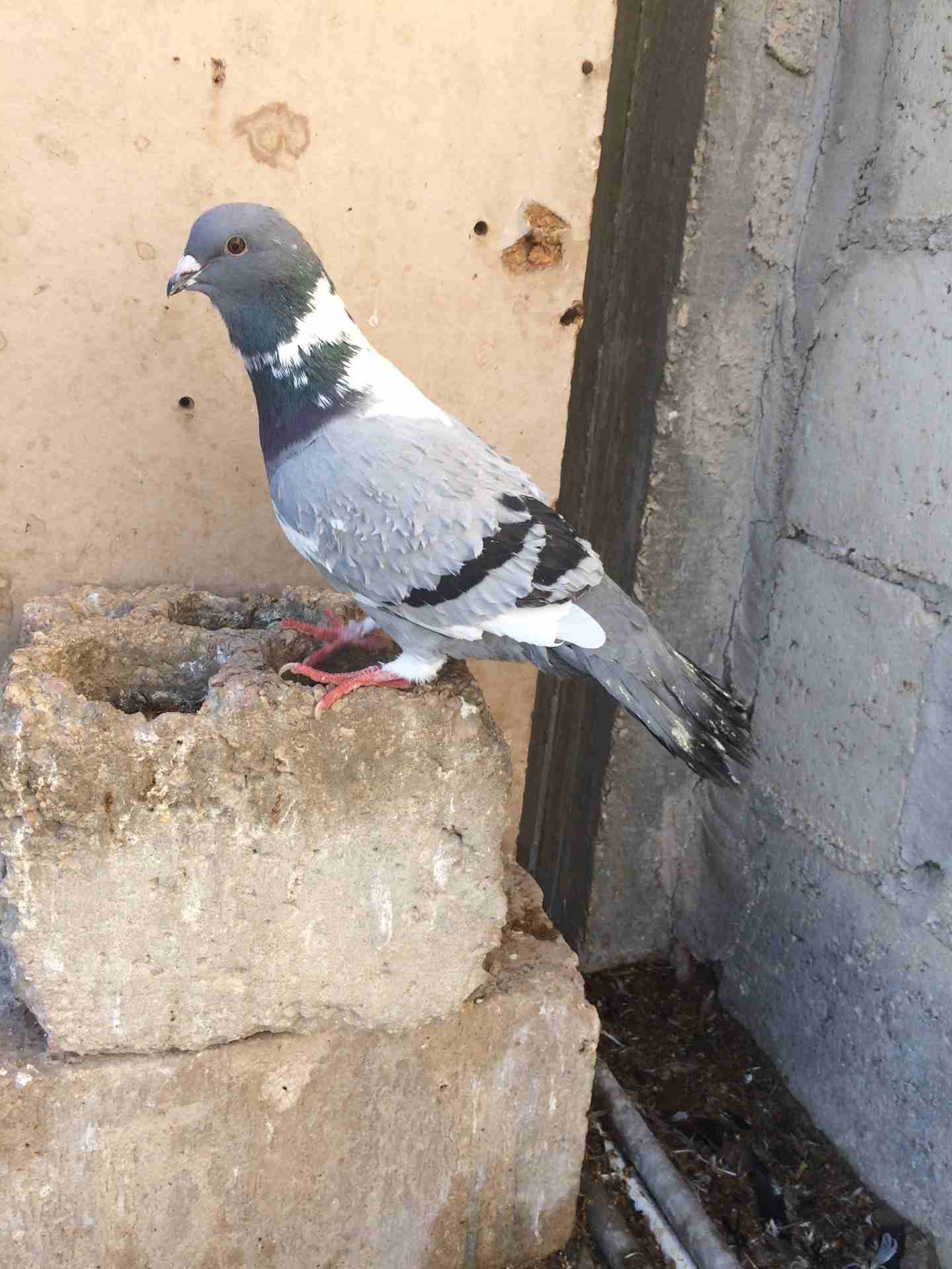 طيره برشه وفحل بولندي وطيره مرقعاي للبدل
لا تنسَ أنك شاهدت هذا الإعلان في عنكبوت
حمام للبدل او لل...