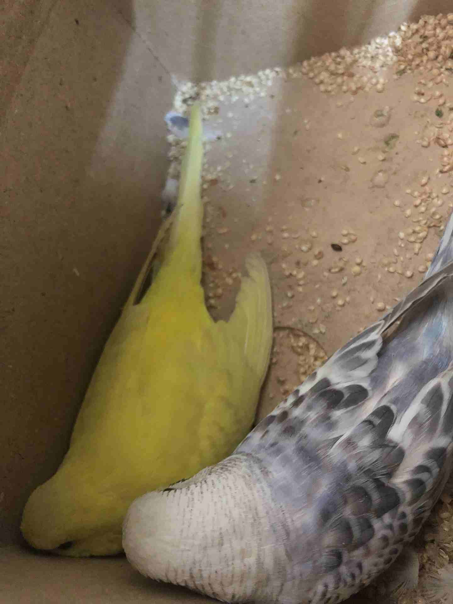 7اجواز حب بسعر حرق
لا تنسَ أنك شاهدت هذا الإعلان في عنكبوت
7 اجواز حب كلها تحتيها بيض بسعر حرق
ك...