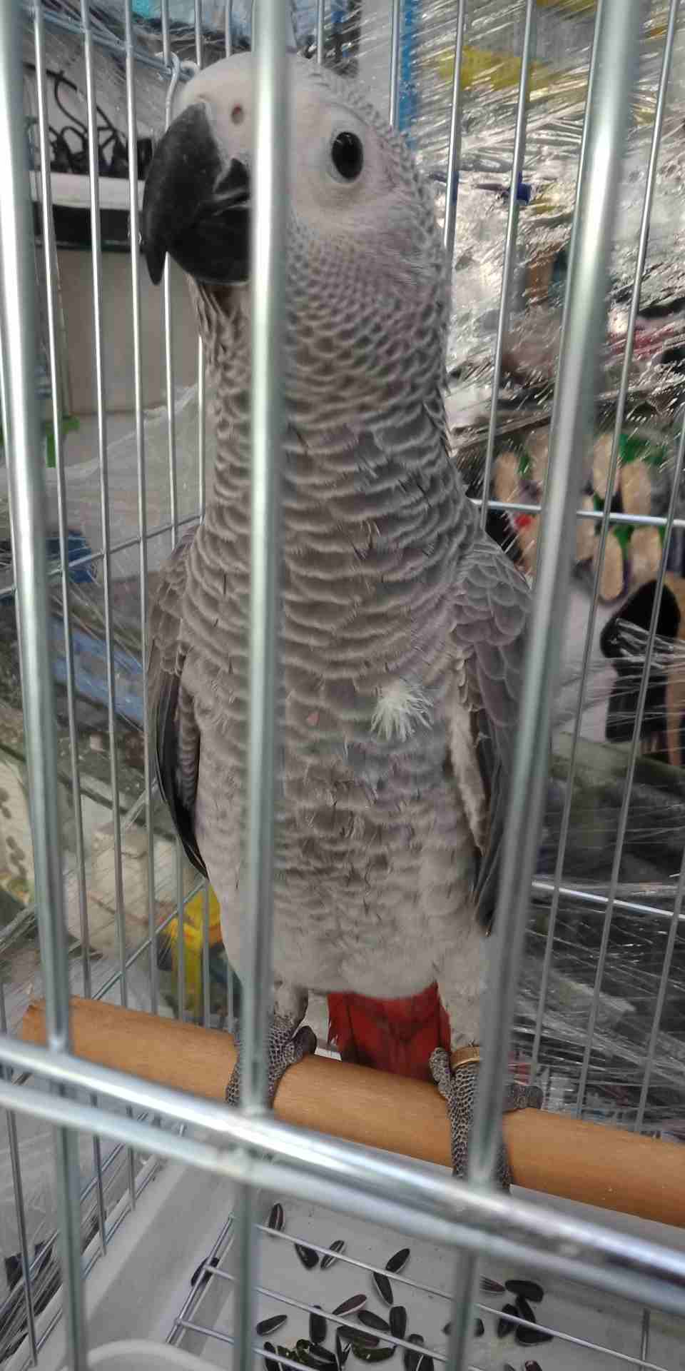 فرخ كاسكو عين سوده طمس  مزرعه حجل ذهبي راس طير حجم جامبو ثوب ثلجي جناح كامل صحه                                            


	 				لا تنسَ أنك شاهدت هذا الإعلان في عنكبوت...