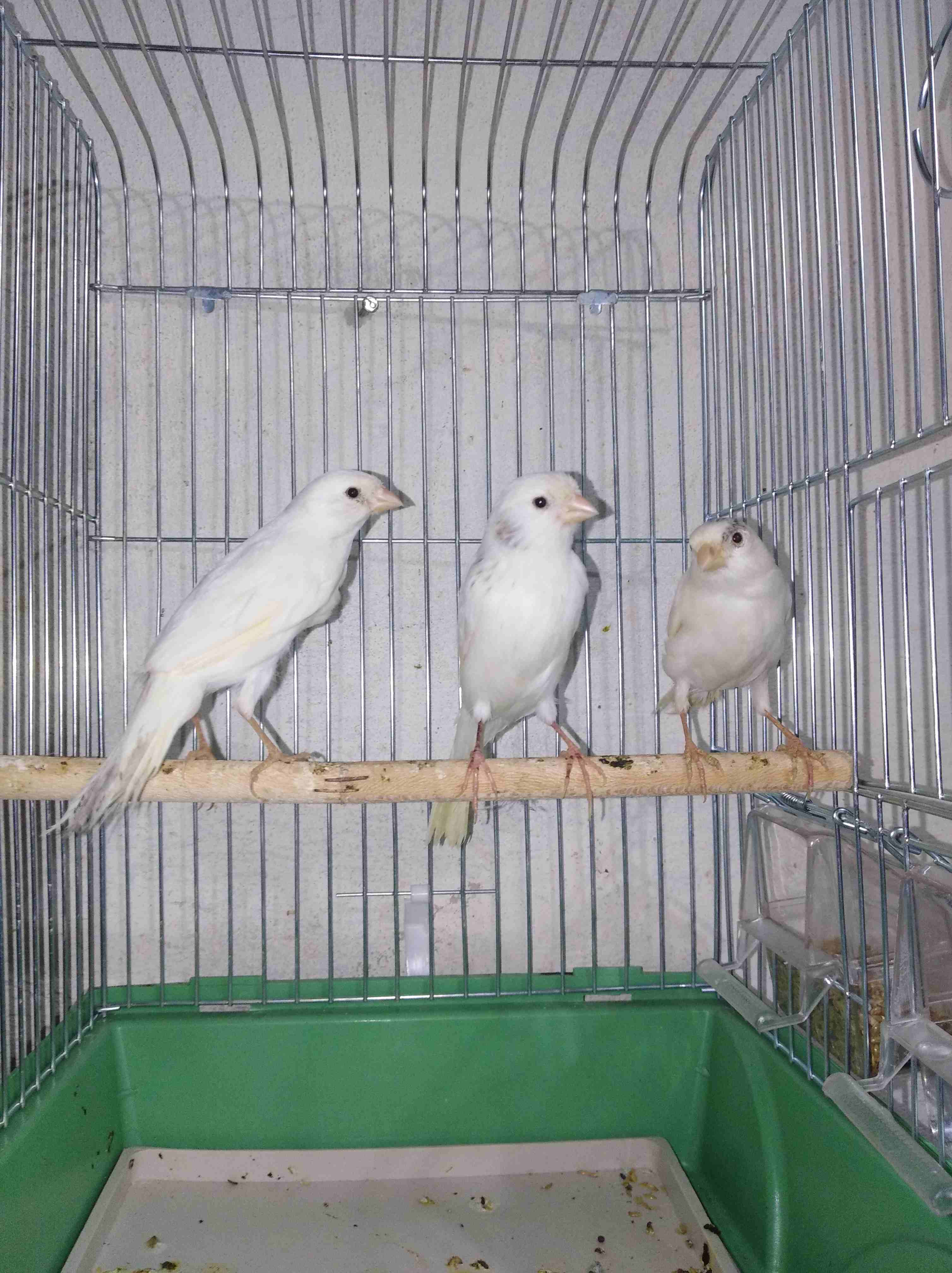3 طوير كنارات بيض حبات طويله ورفعا حبات بلديه تنين بكريات مااااادات وحده ام فراخ                                            


	 				لا تنسَ أنك شاهدت هذا الإعلان في عنكبوت...