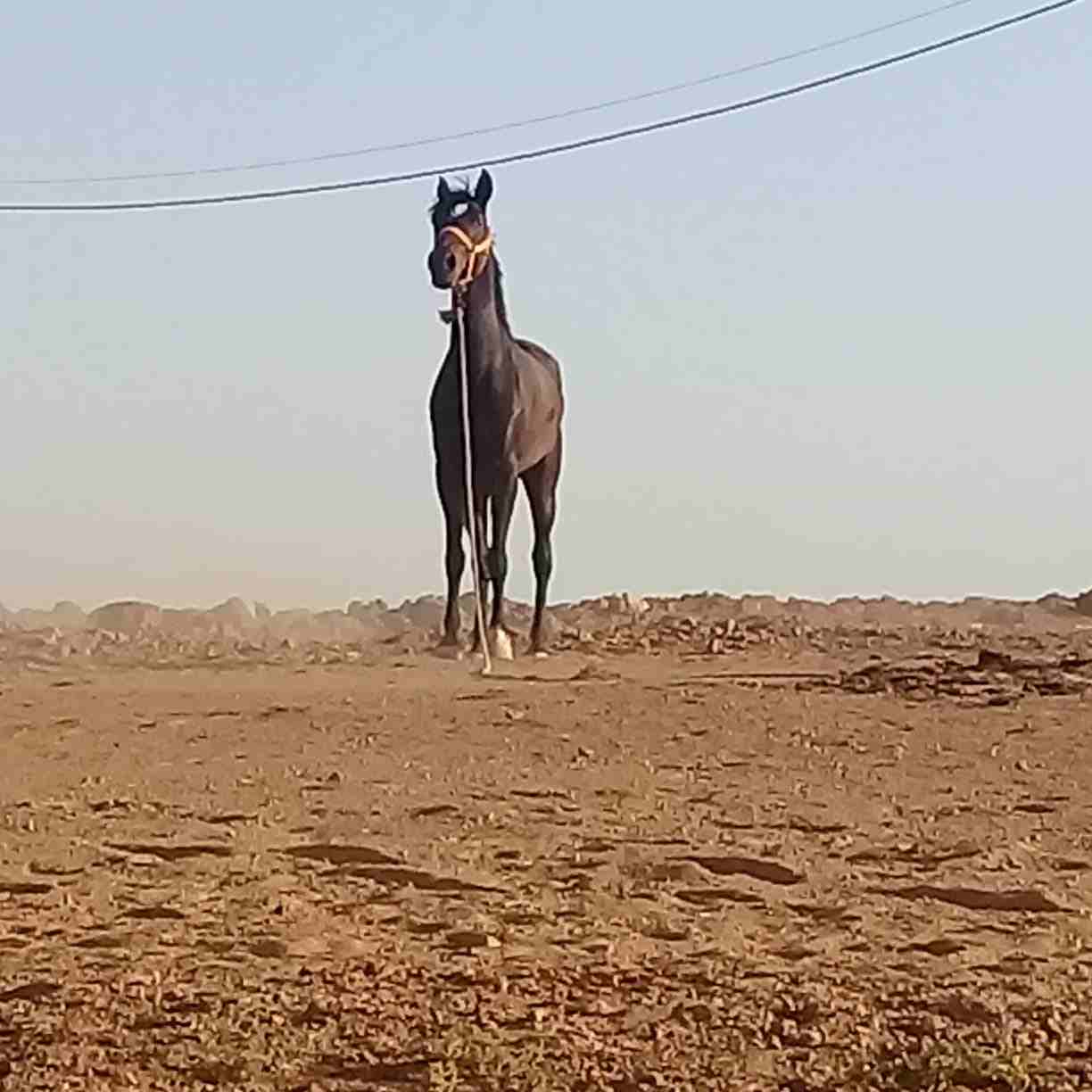 فرس للبيع                                            


	 				لا تنسَ أنك شاهدت هذا الإعلان في عنكبوت            
	 				
                            فرس طيبة طيبة للبيع  العمر 8 سنوات
شيخة ركوب خا...