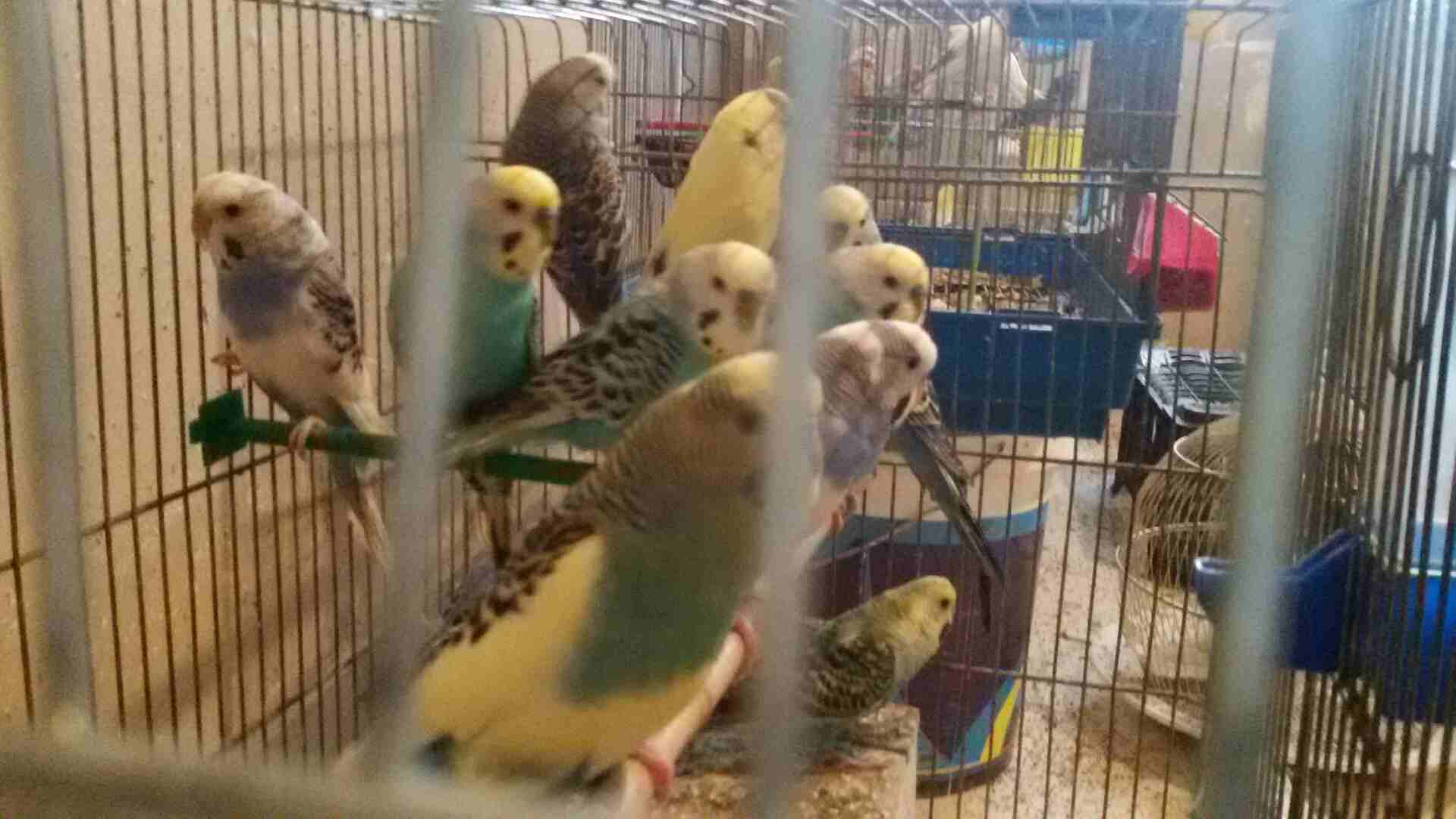ازواج حب للبيع شغالات قابل لتفاوض                                            


	 				لا تنسَ أنك شاهدت هذا الإعلان في عنكبوت            
	 				
                            للجادين فقط التصال على...