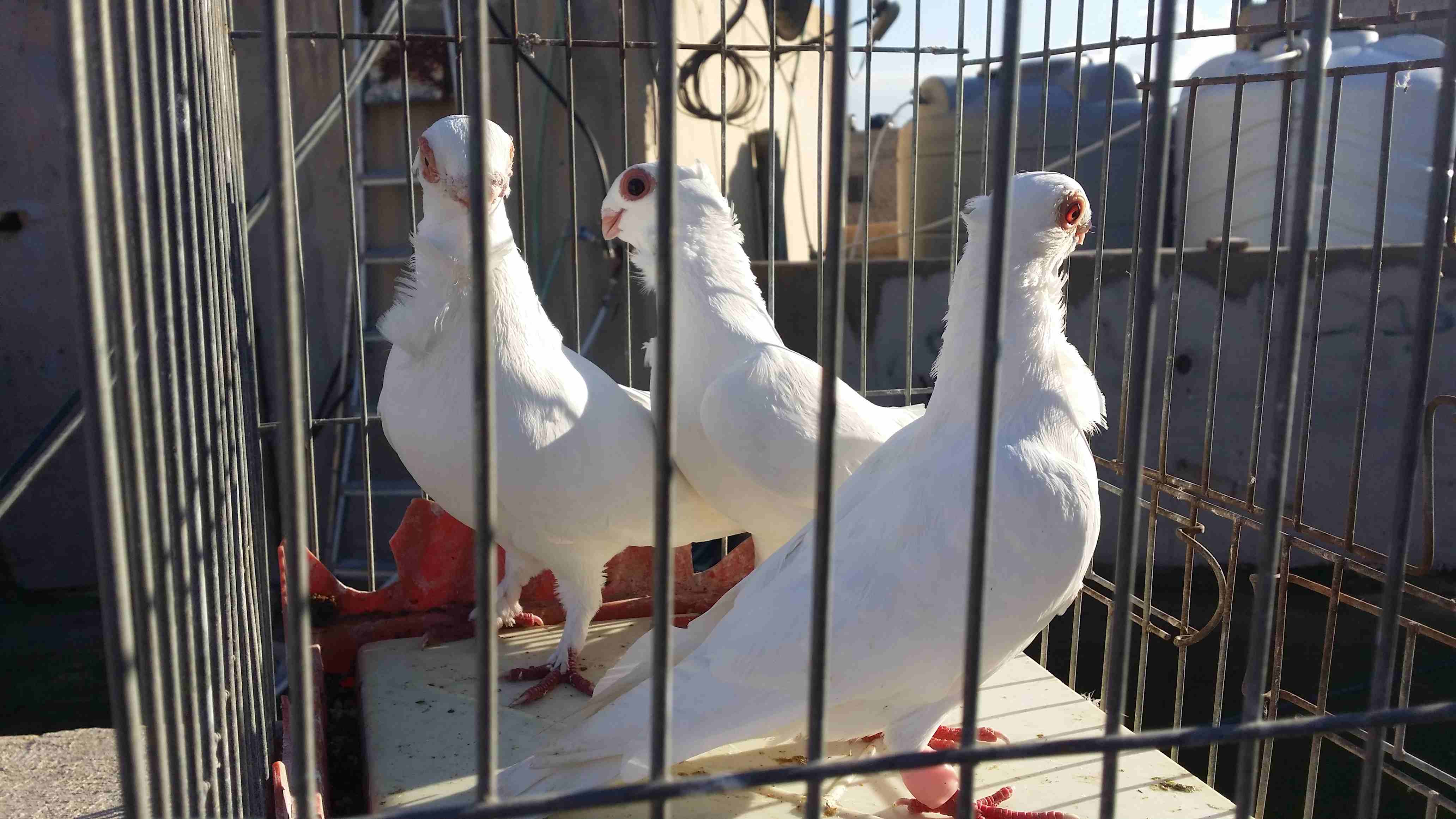 فحل بولندي مع فراخه
لا تنسَ أنك شاهدت هذا الإعلان في عنكبوت
فحل بولندي مع فراخه مخليف
تلفون 07851...