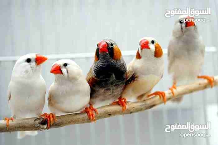عصفور جنه عندي كميه 30 طير نهايتو دينارين ونص معاهن مطير                                            


	 				لا تنسَ أنك شاهدت هذا الإعلان في عنكبوت...