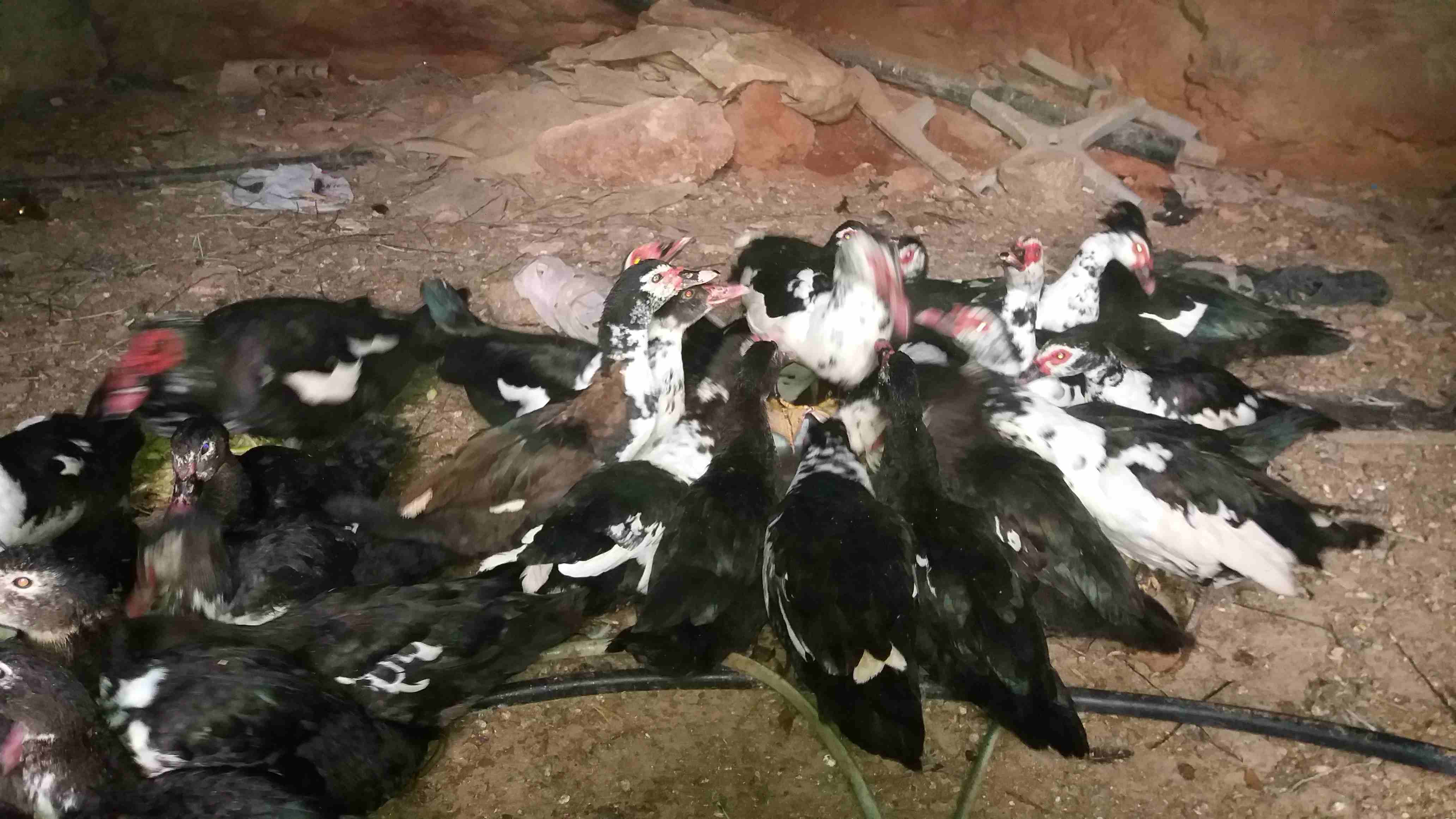 بط بلدي للبيع عدد 35                                            


	 				لا تنسَ أنك شاهدت هذا الإعلان في عنكبوت            
	 				
                            بط بلدي للبيع عدد 35...