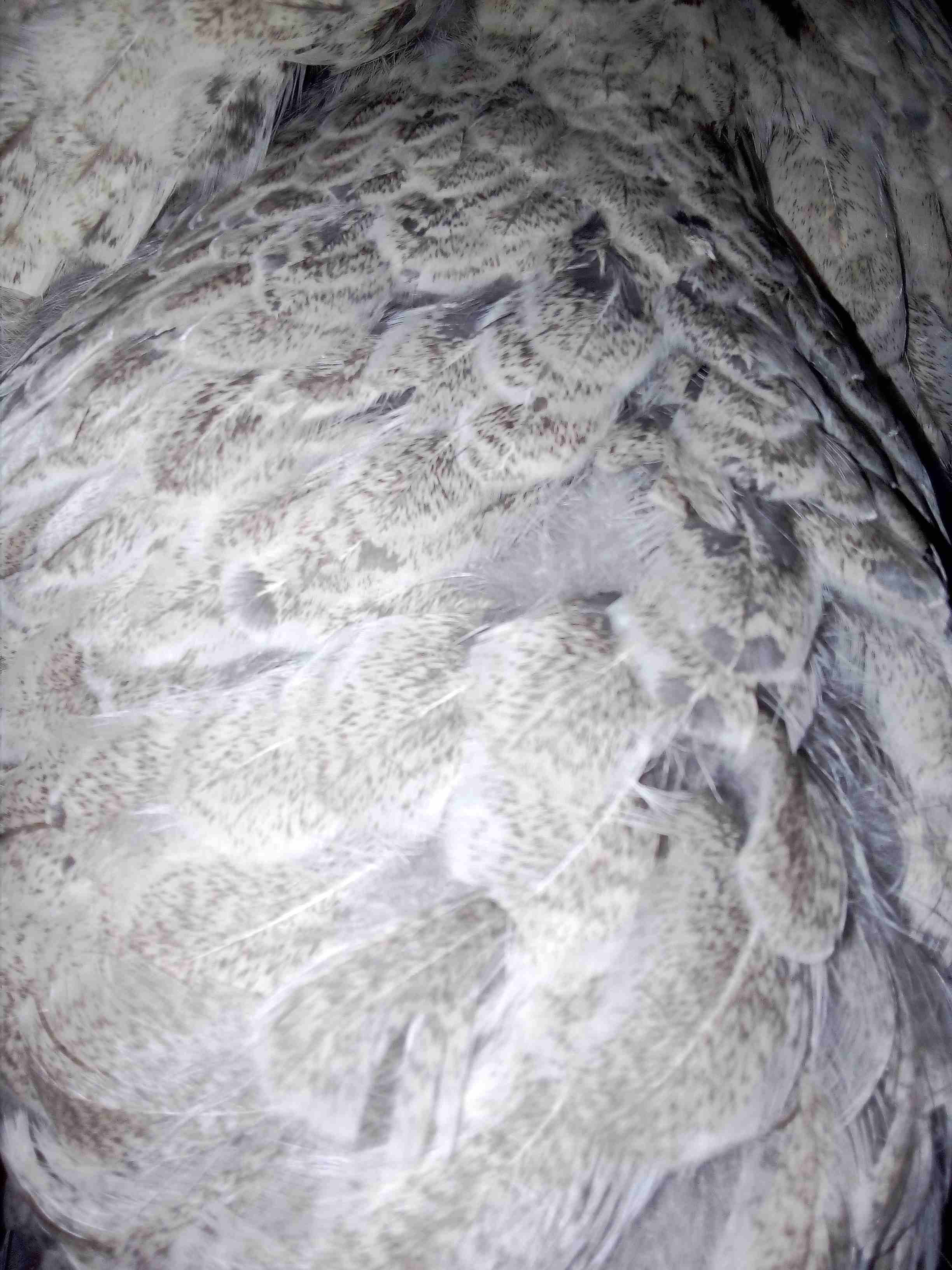 دجاج زينة (براهما) للبيع او للبدل على جوز دجاج زينة
لا تنسَ أنك شاهدت هذا الإعلان في عنكبوت
يوجد...