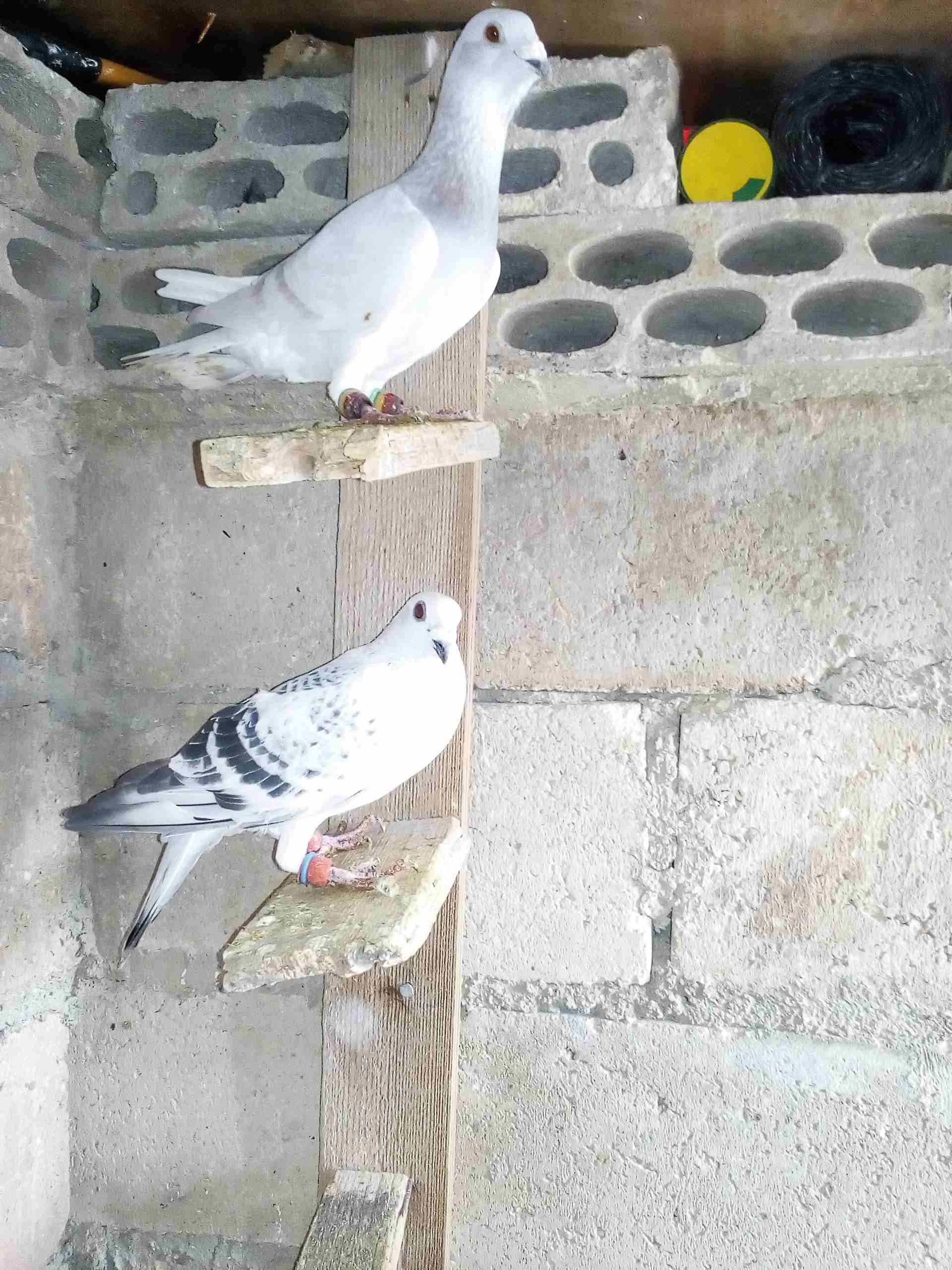 حمام صوريخ طايره بمليح بعد مادبا كش بيديك
لا تنسَ أنك شاهدت هذا الإعلان في عنكبوت
حمام زي مابدك س...
