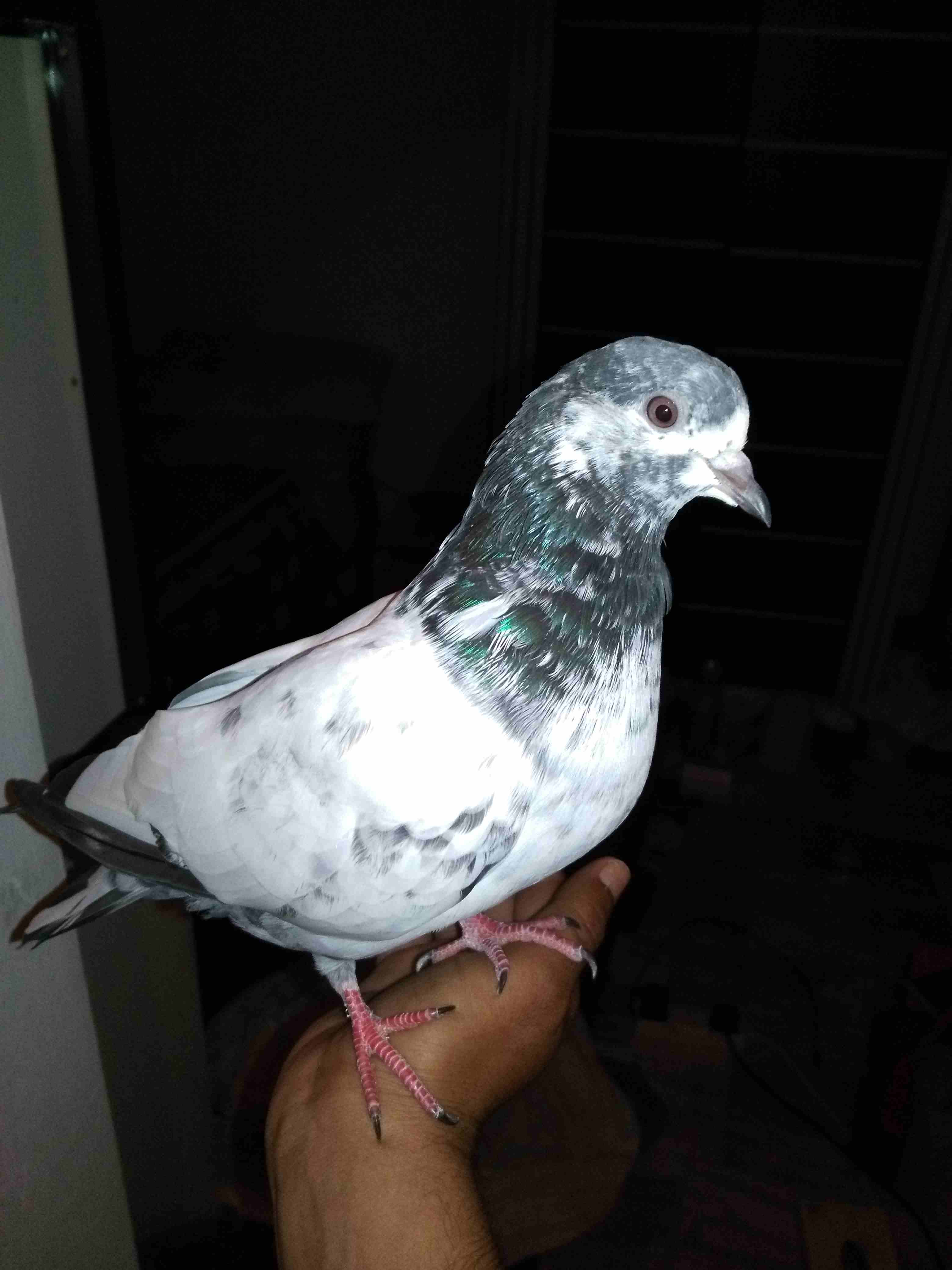 i want sale my pigeon
لا تنسَ أنك شاهدت هذا الإعلان في عنكبوت
If any one want buy hand time pigeo...