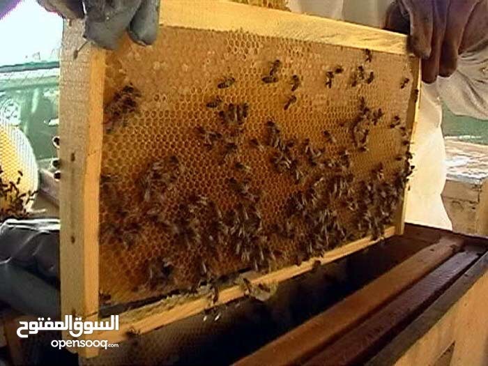 عسل طبيعي بلدي خلطات علاجية
لا تنسَ أنك شاهدت هذا الإعلان في عنكبوت
عسل بلدي طبيعي 100% من...