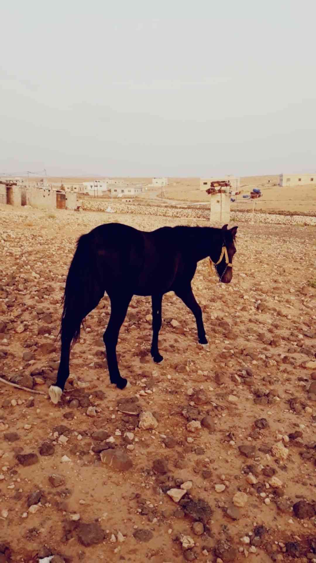 مهر للبيع بّدِاْعيَ الُسِفَرَ
لا تنسَ أنك شاهدت هذا الإعلان في عنكبوت
صلي على الُنَبّيَ مٌُهر...