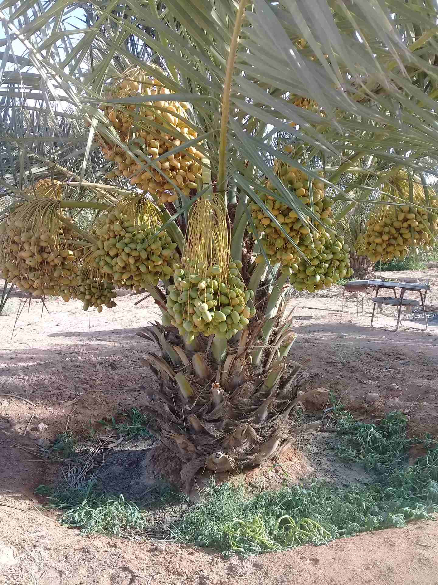 نخيل للبيع بجميع انواعها ومقاساته
لا تنسَ أنك شاهدت هذا الإعلان في عنكبوت
السلام عليكم ورحمة الله...