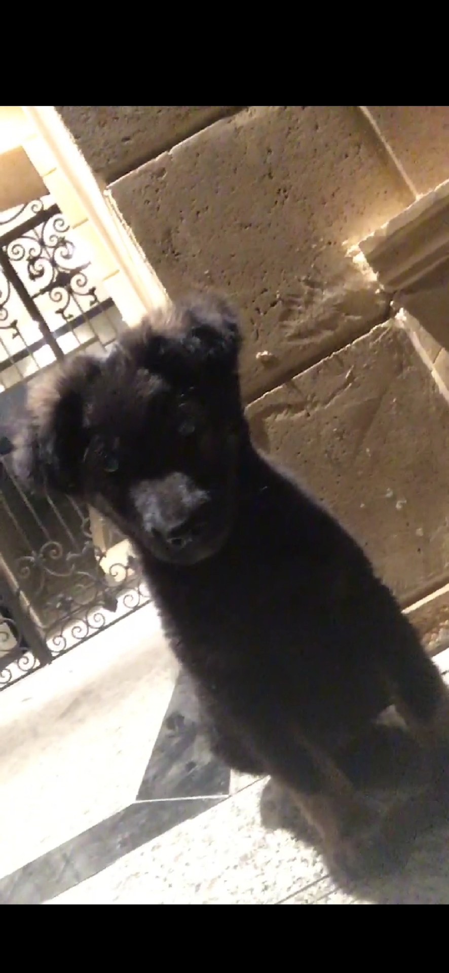 German Shepherd
لا تنسَ أنك شاهدت هذا الإعلان في عنكبوت
German Shepherd Puppy
2 Month
Black&a...