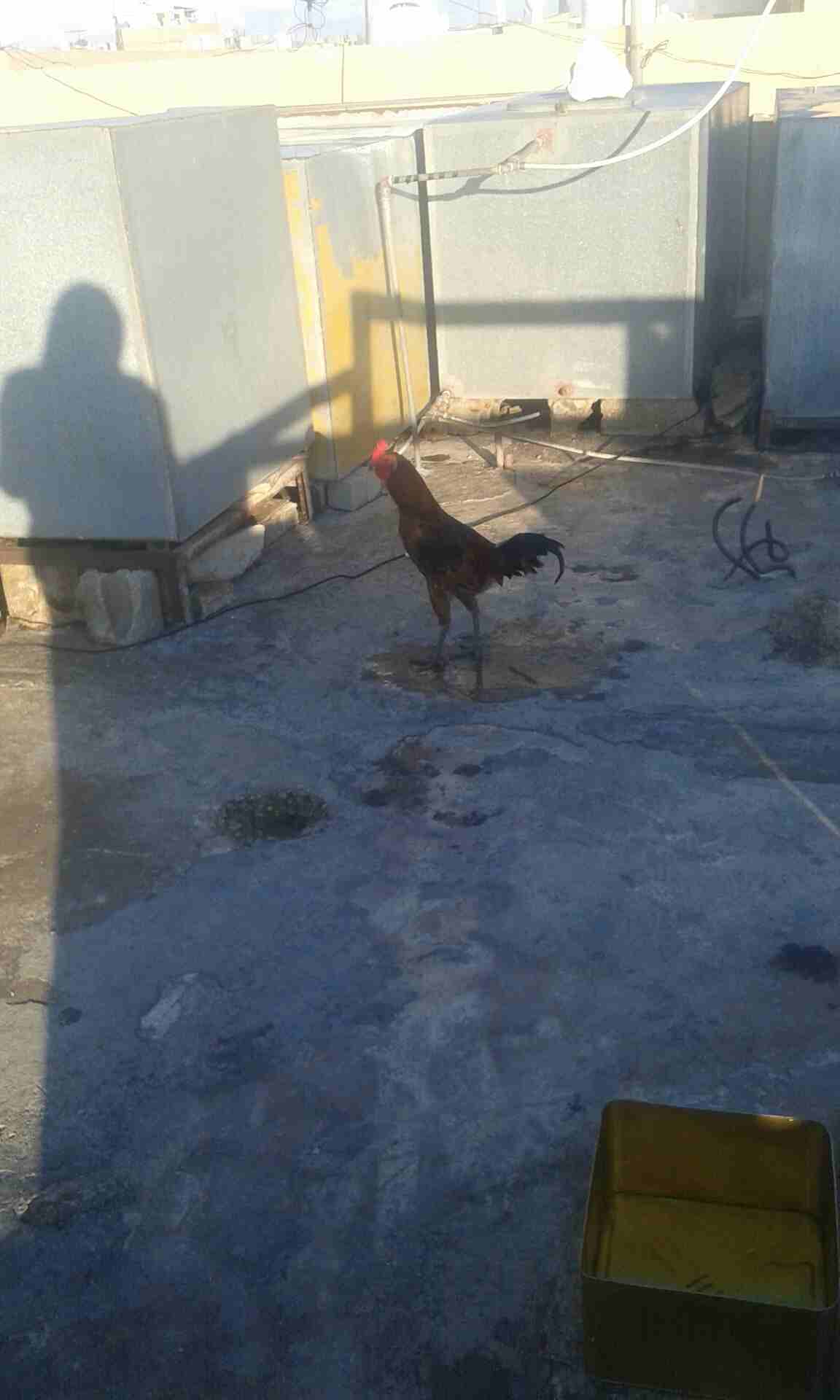 نومبوقميجقزقخيمقةبكبمةبةبمب                                            


	 				لا تنسَ أنك شاهدت هذا الإعلان في عنكبوت            
	 				
                            ديك بكستاني...
