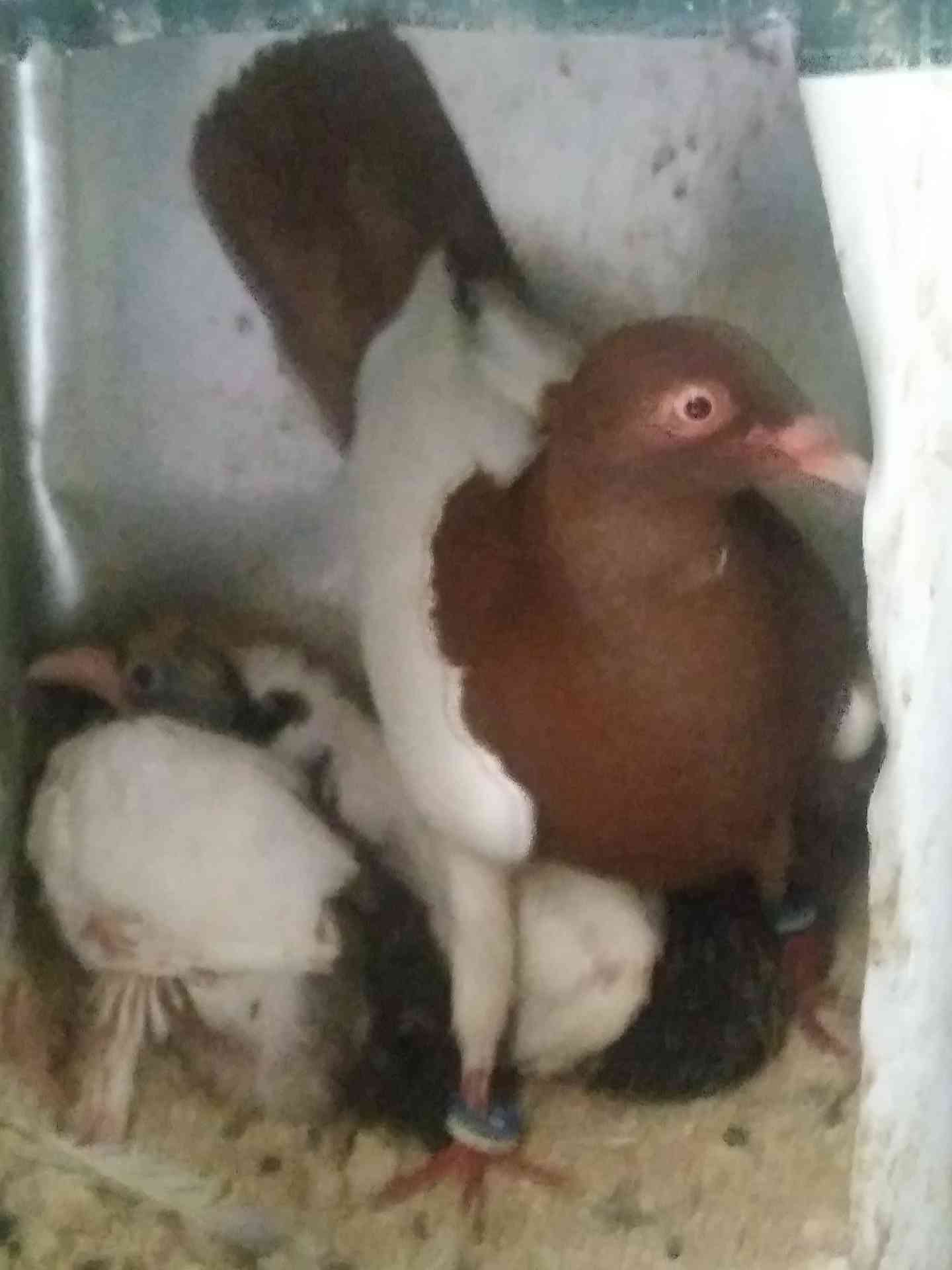 5 جواز و 4 طواير للبيع
لا تنسَ أنك شاهدت هذا الإعلان في عنكبوت
1. جوز يهوديات الفحل اسود والط...