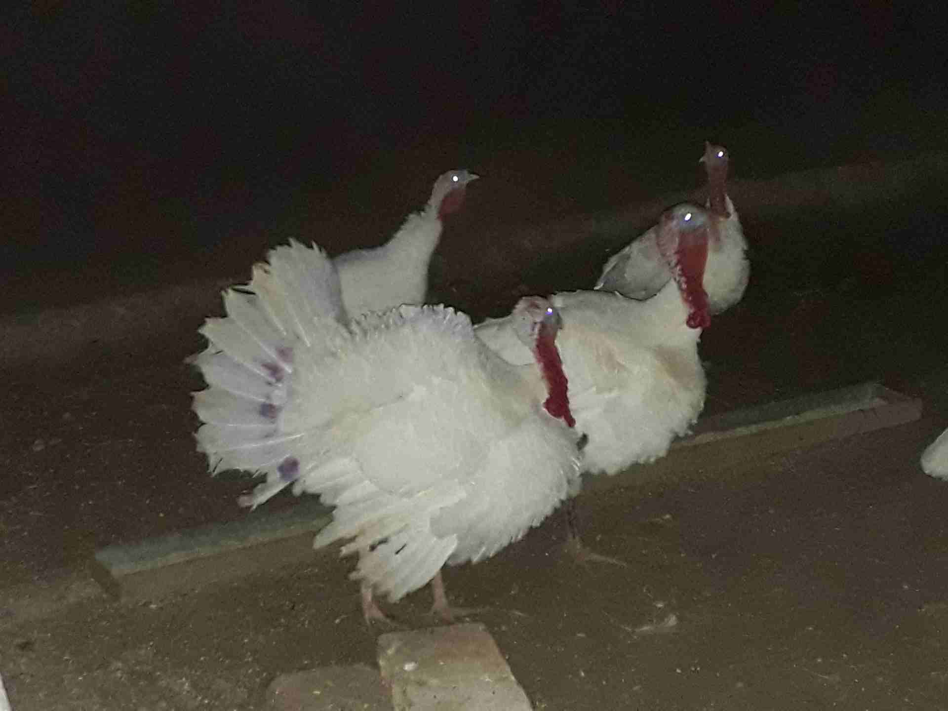 حبش للبيع عمان كوم كامل 4 فحل 10 انثي عمان
لا تنسَ أنك شاهدت هذا الإعلان في عنكبوت
0799854051 عمان 240 من الاخر...