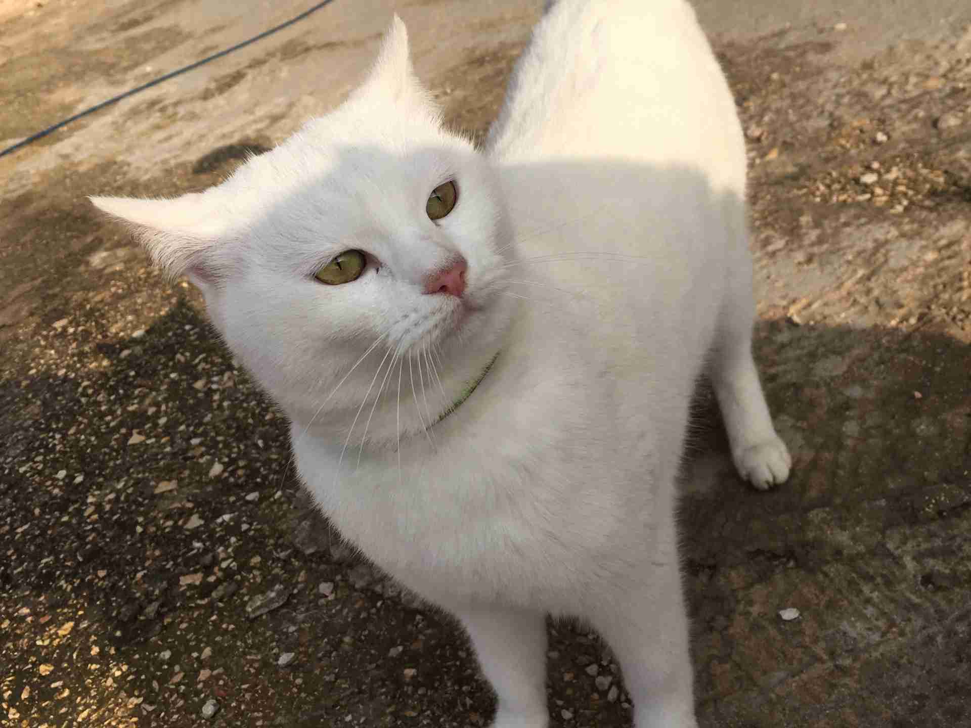 قطه للبيع
لا تنسَ أنك شاهدت هذا الإعلان في عنكبوت
قطه انجورا للبيع نظيفه وصحه جيده تاكل اي ش...